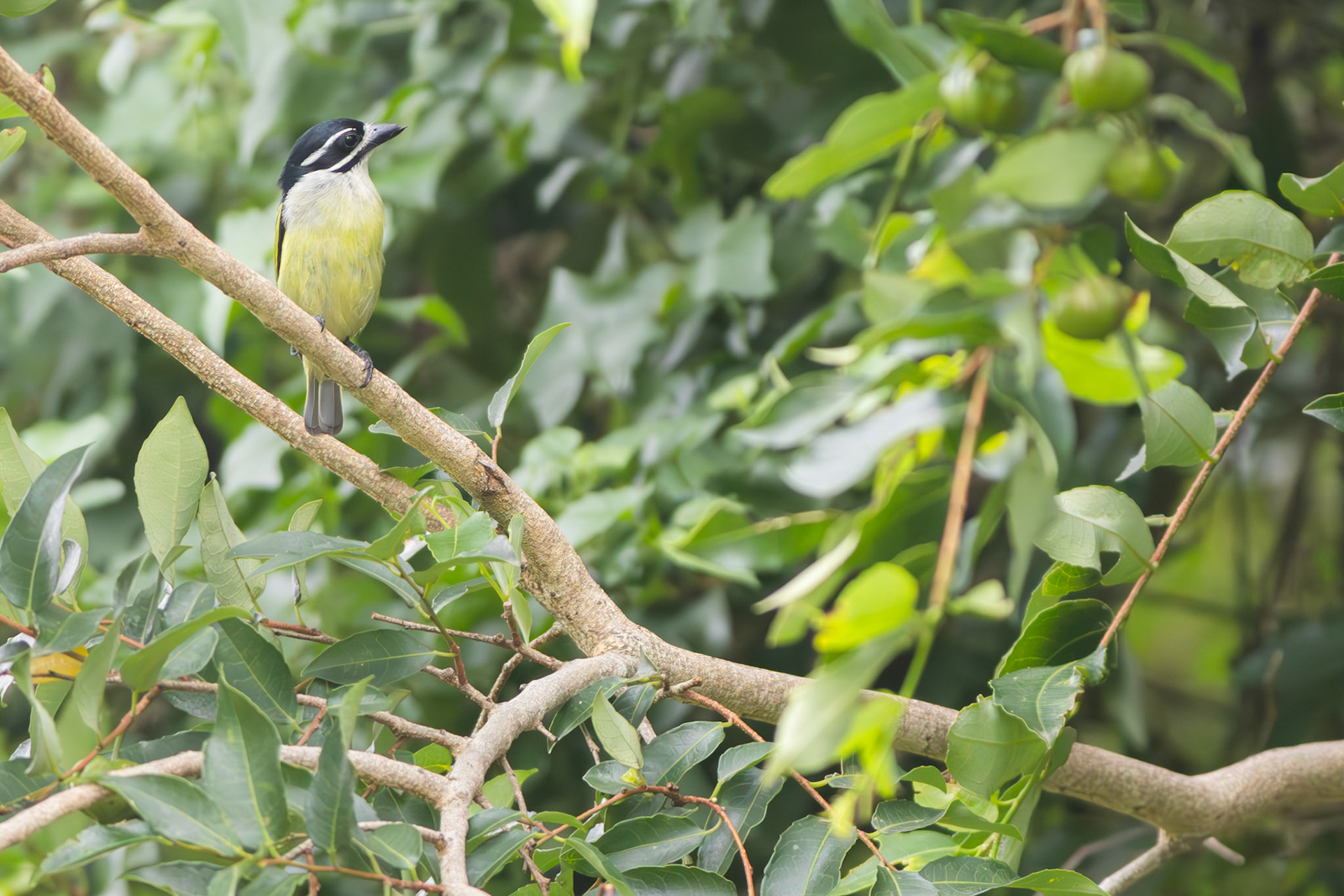 Yellow-rumped Tinkerbird (Mtunzini, Kwa-Zulu Natal)
