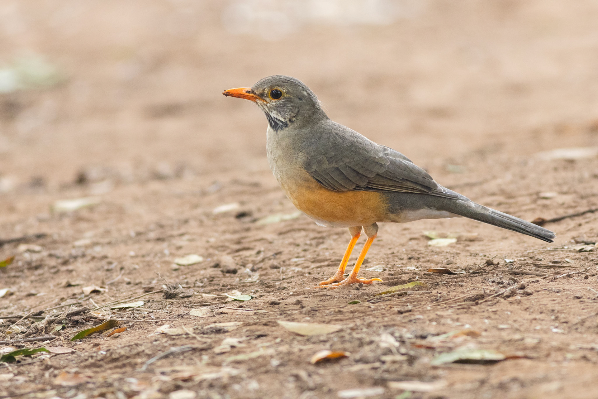Kurrichane Thrush (Pafuri, Kruger National Park)
