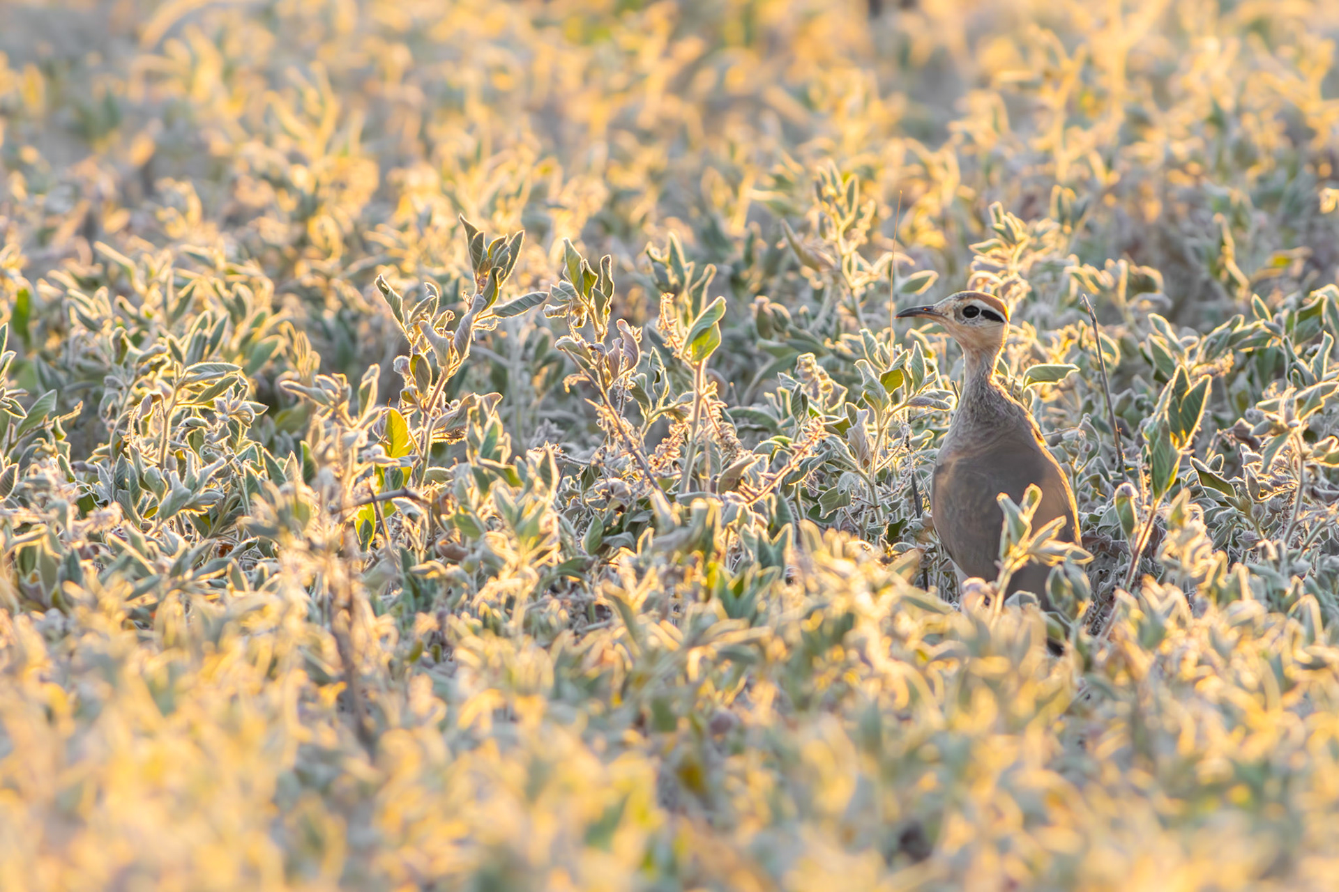 Temminck's Courser (Lalibela Kalahari Reserve, North West)