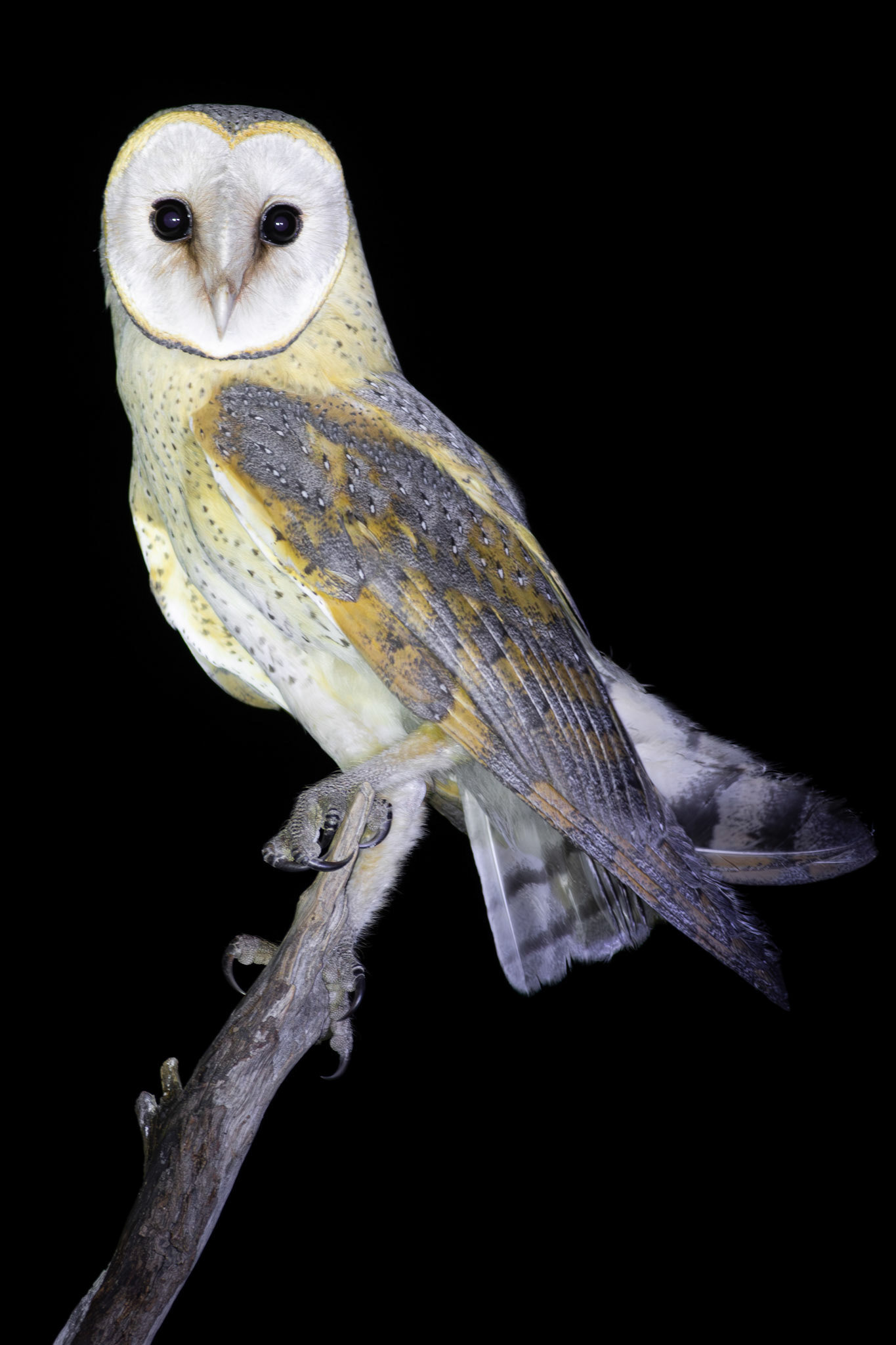 Western Barn Owl (Lalibela Kalahari Reserve, North West)