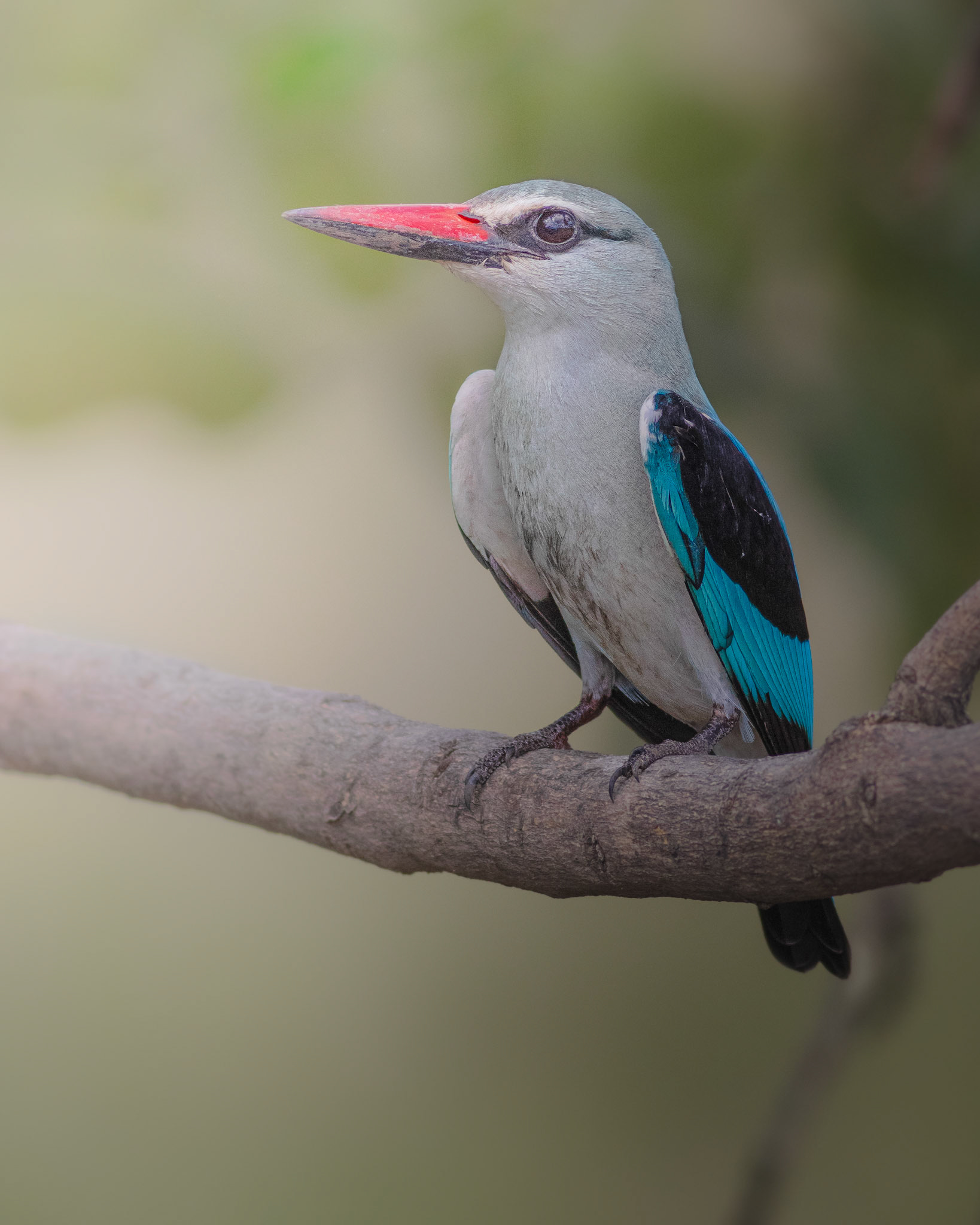 Woodland Kingfisher (Kruger National Park)