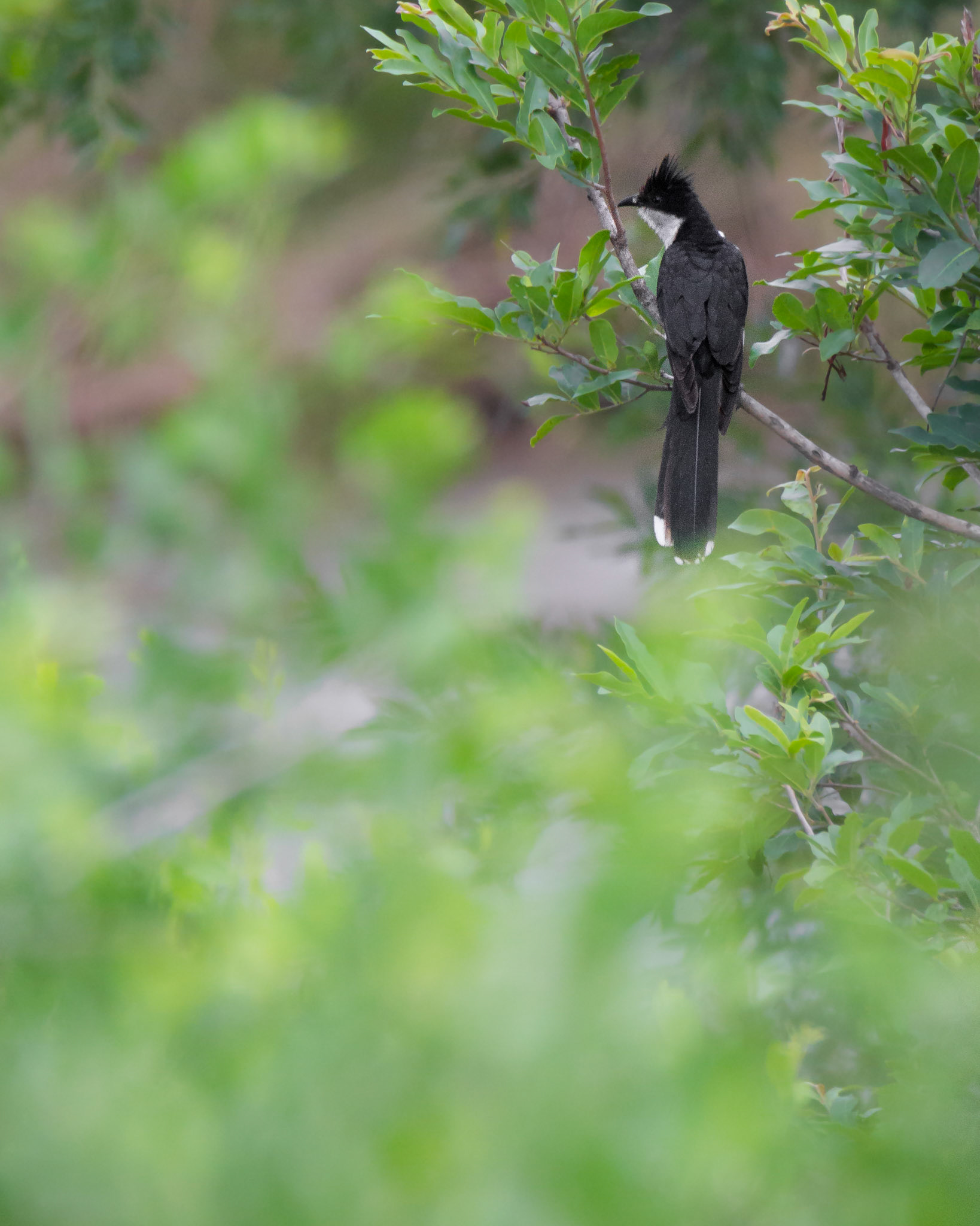 Jacobin Cuckoo (Kruger National Park)