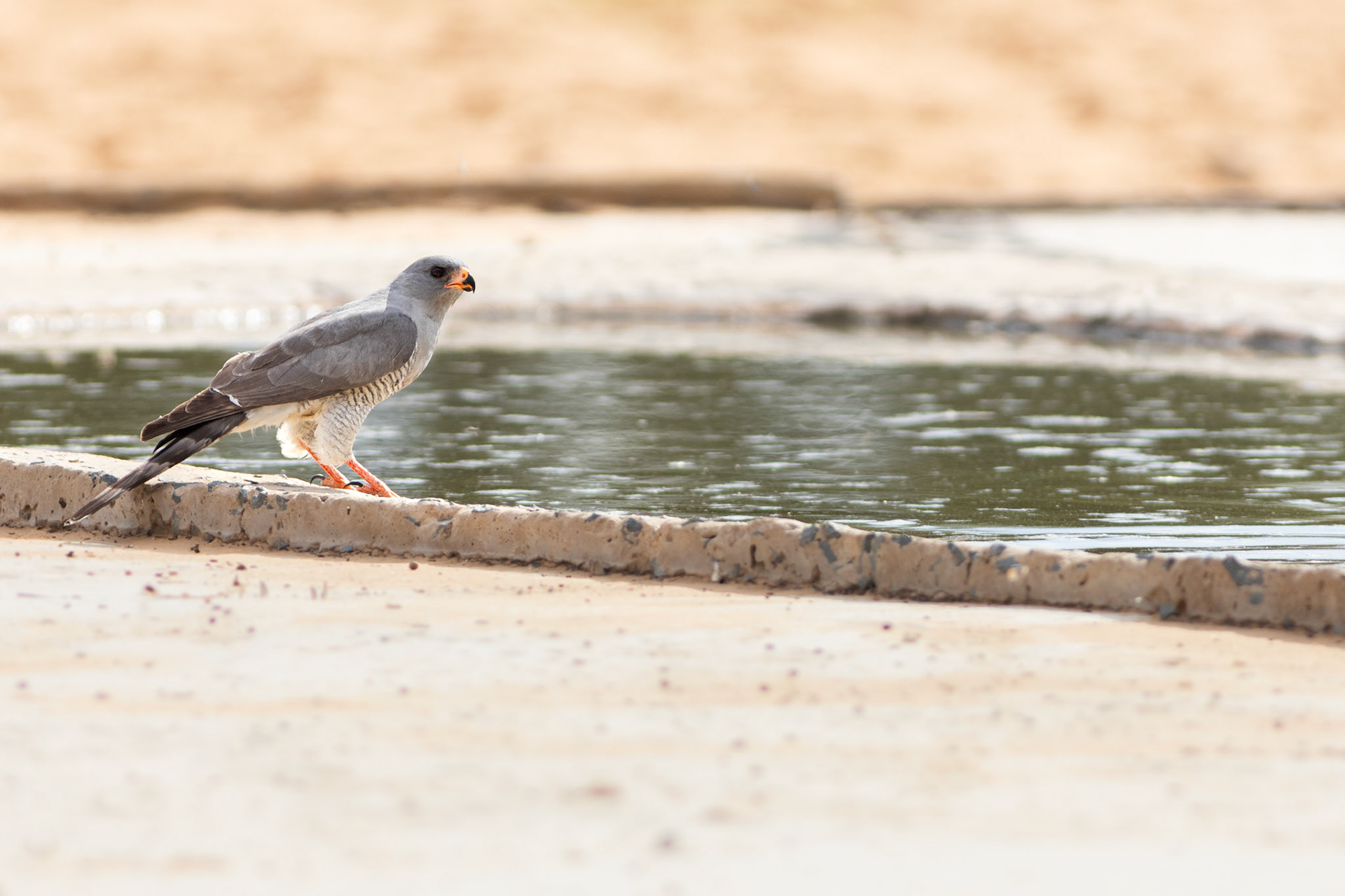 Gabar Goshawk (Lalibela Kalahari Reserve, North West)