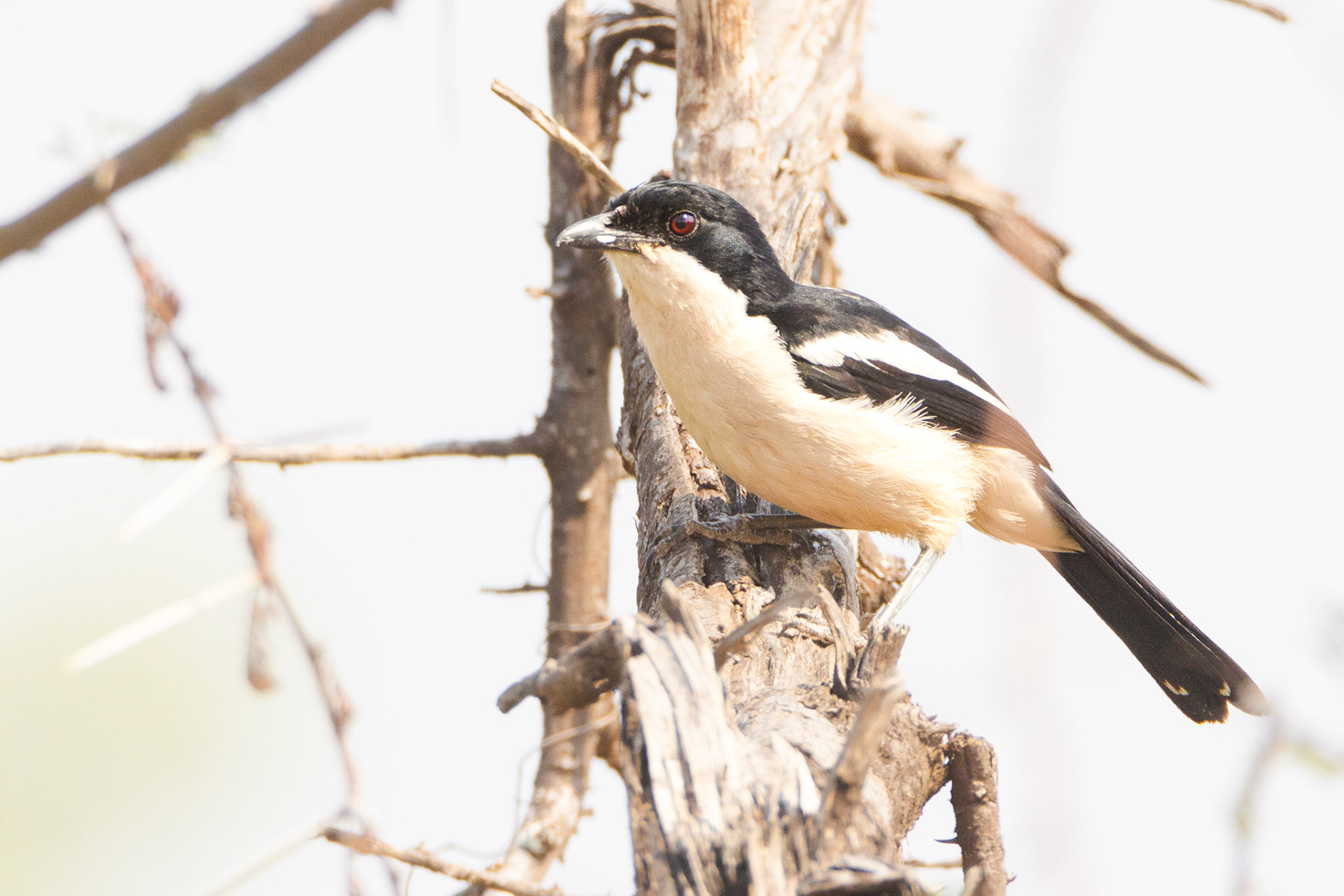 Tropical Boubou (Pafuri, Kruger National Park)