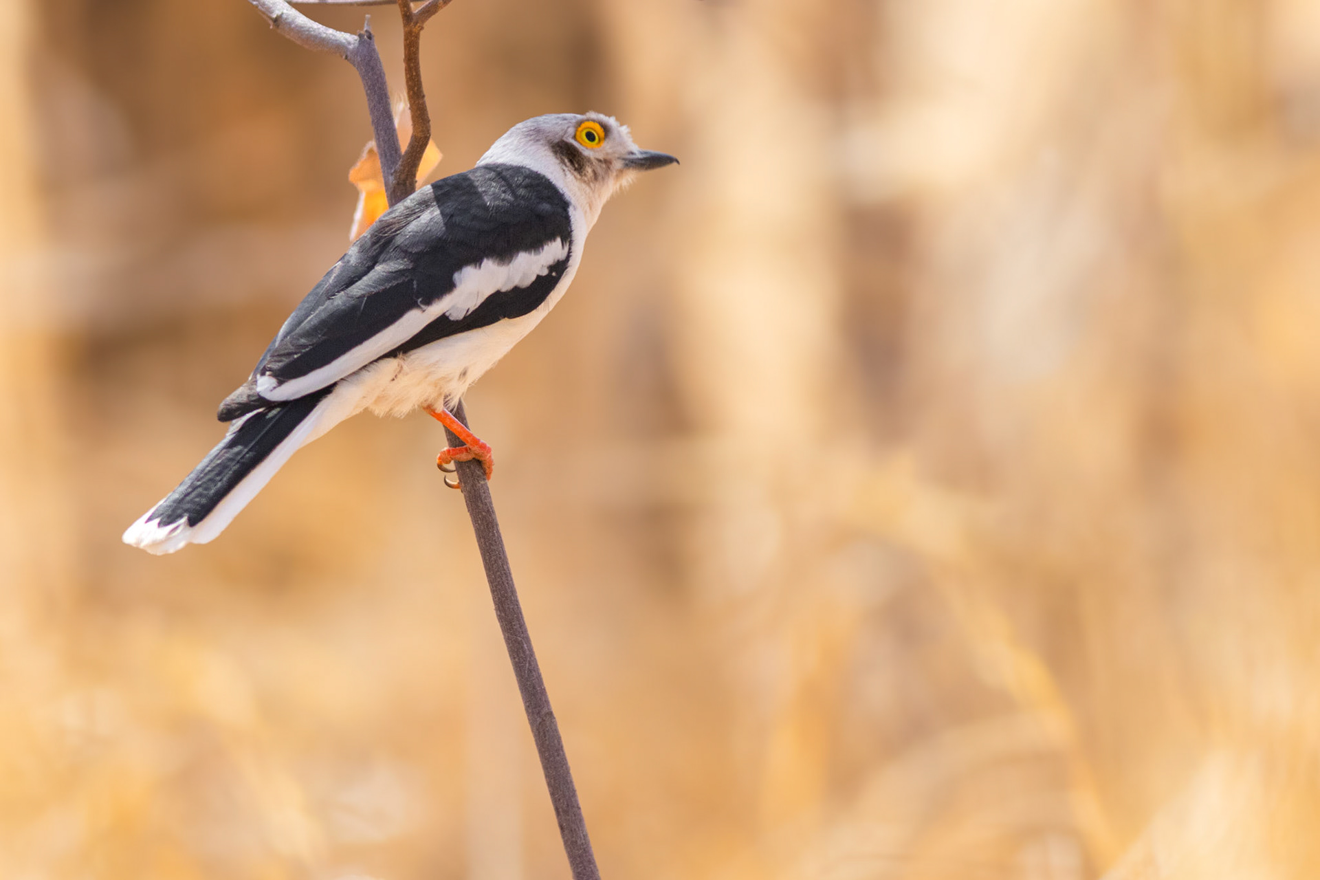 White-crested Helmetshrike (Tumbeta Private Game Reserve, Limpopo)