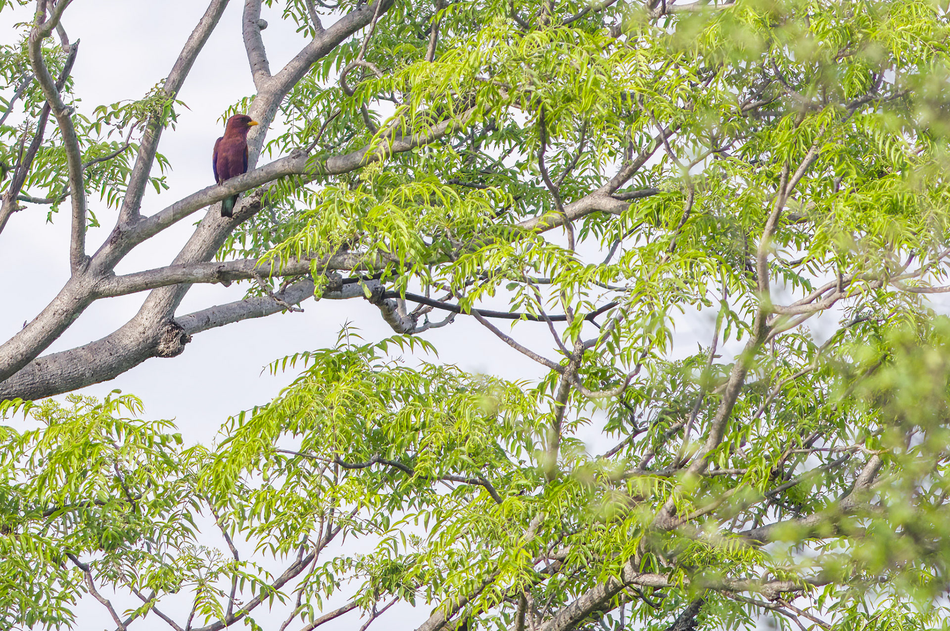 Broad-billed Roller (Kruger National Park)
