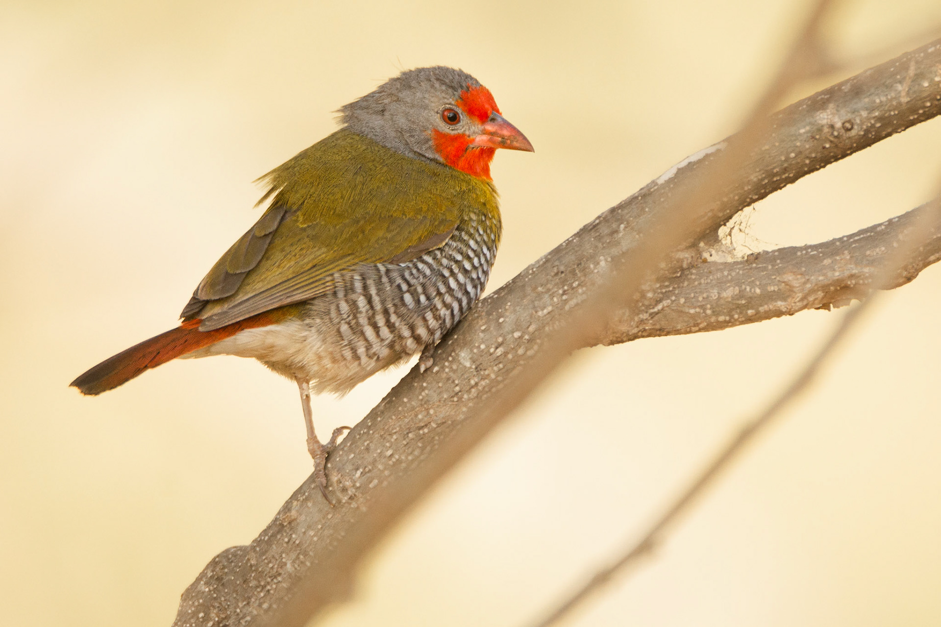 Green-winged Pytilia (Kruger National Park)