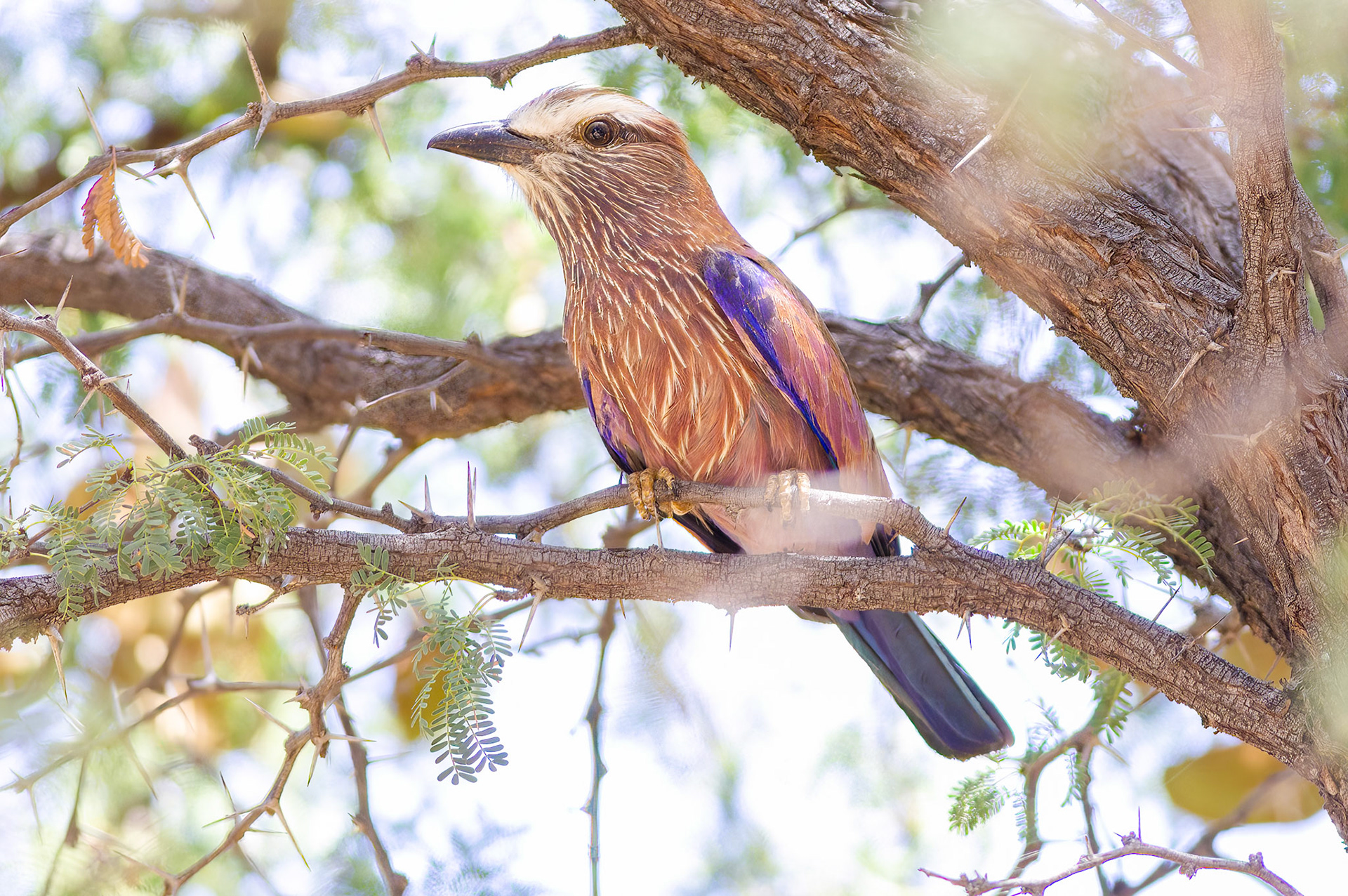 Purple Roller (Lalibela Kalahari Reserve, North West)