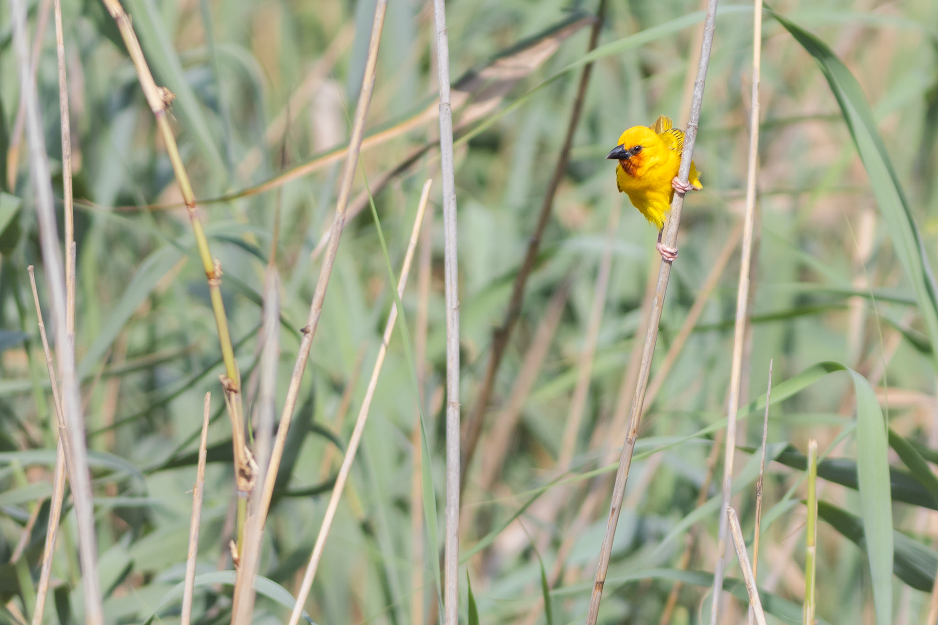 Southern Brown-throated Weaver (St Lucia, Kwa-Zulu Natal)