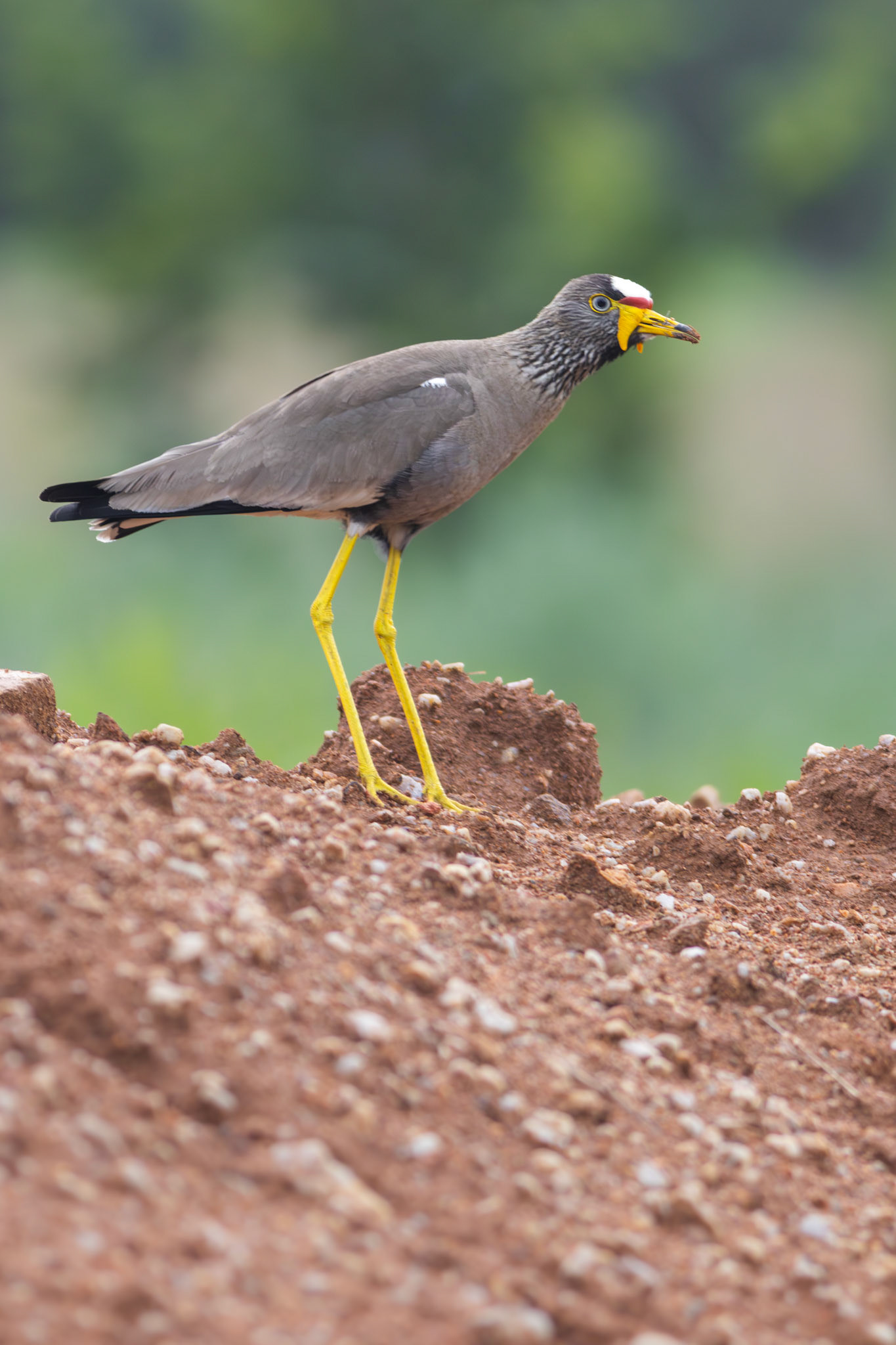 African Wattled Lapwing (Johannesburg, South Africa)