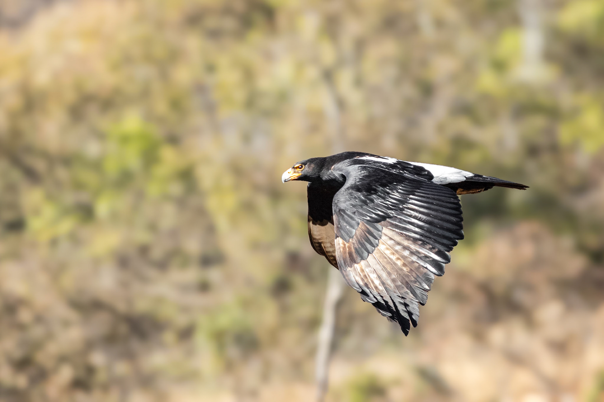 Verreaux's Eagle (Walter Sisulu Botanical Gardens, Gauteng)