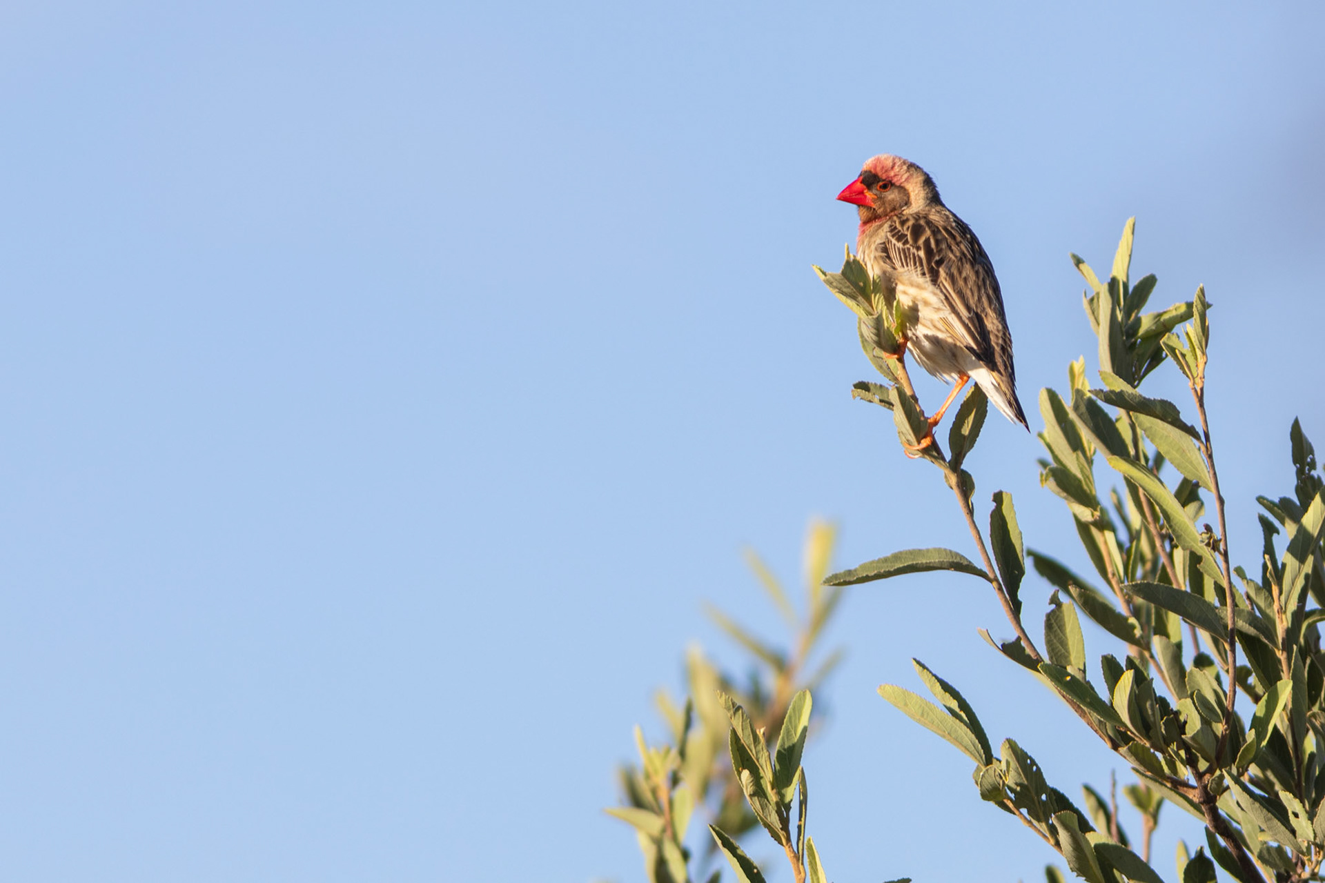 Red-billed Quelea (Lalibela Kalahari Reserve, North West)