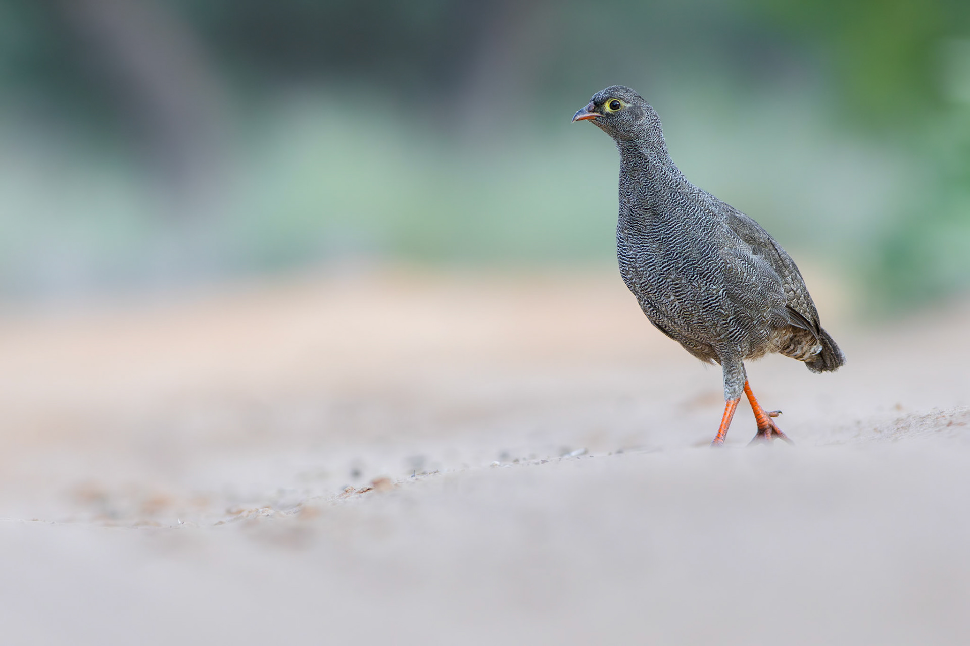 Red-billed Spurfowl (Lalibela Kalahari Reserve, North West)