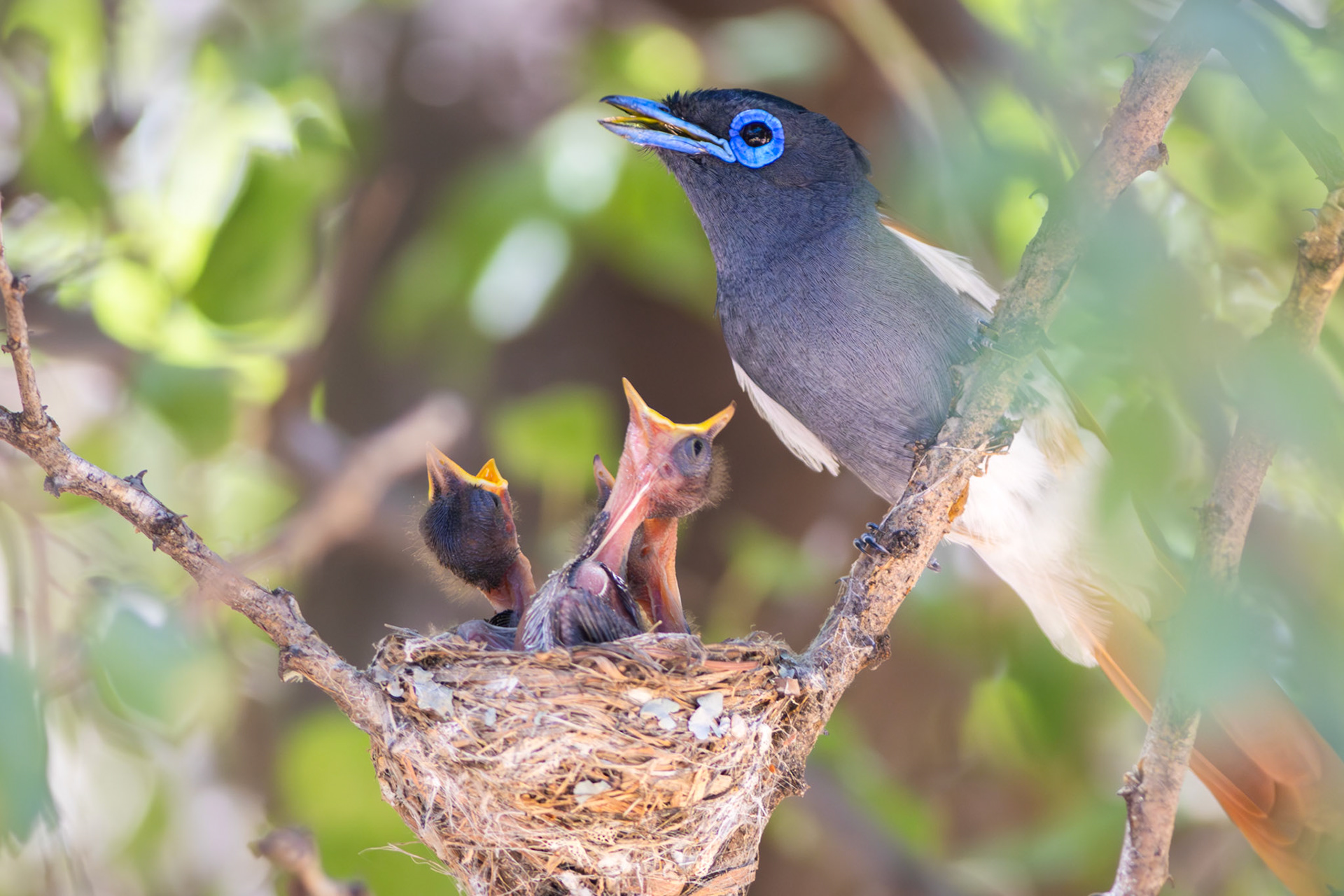 African Paradise Flycatcher (Zaagkuilsdrift, Limpopo)
