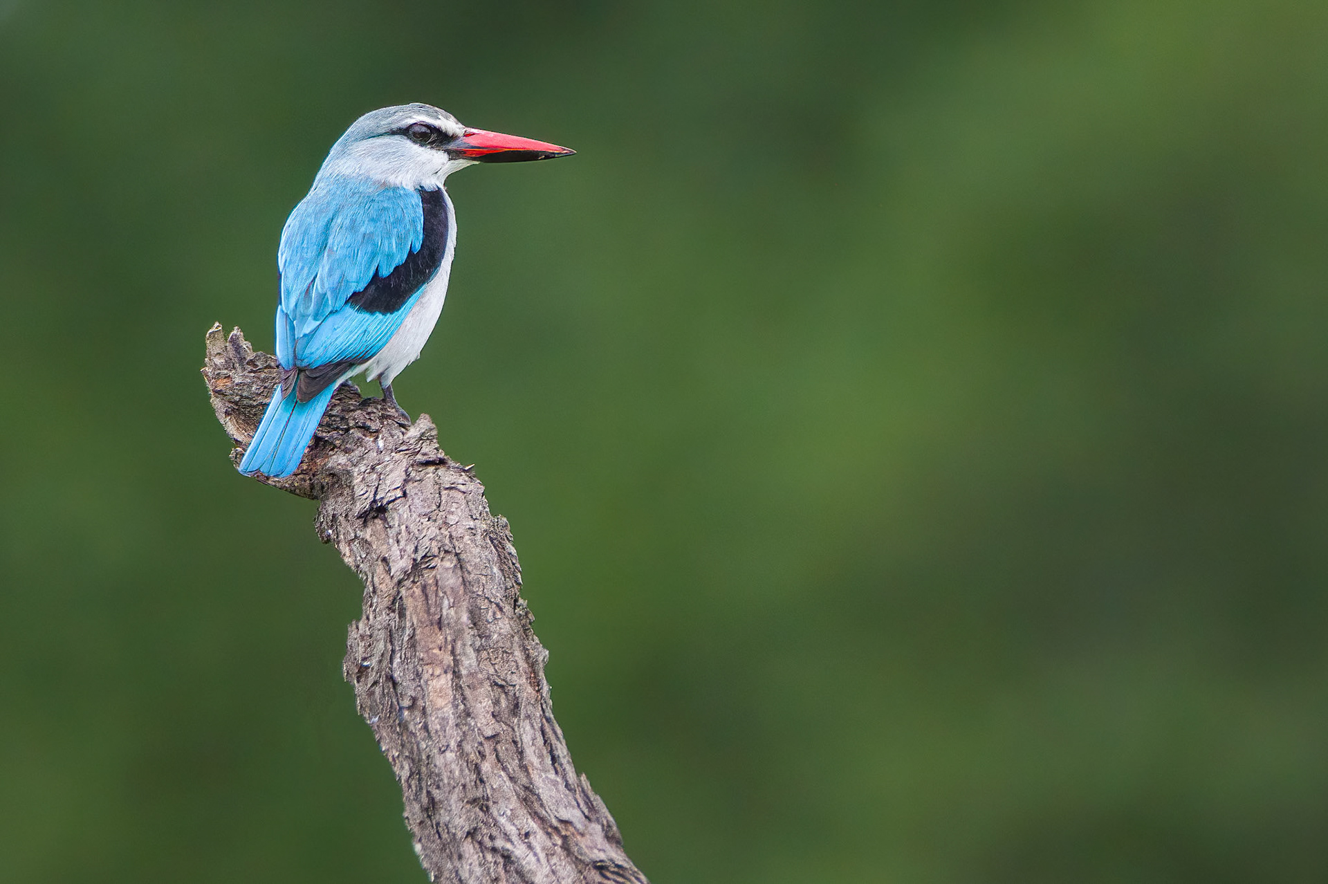 Woodland Kingfisher (Kruger National Park)
