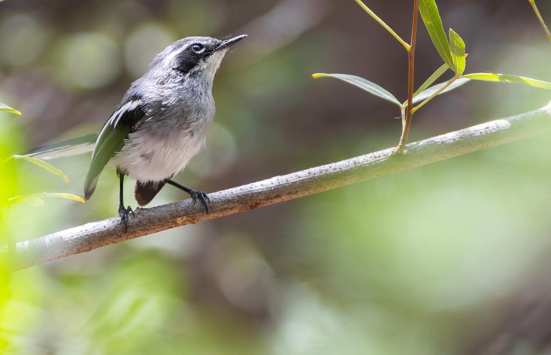 Fairy Flycatcher (Karoo National Park, Western Cape)