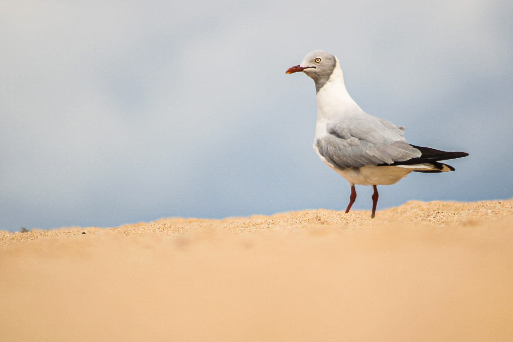Grey-headed Gull (Umhlanga Beach, Kwa-Zulu Natal)