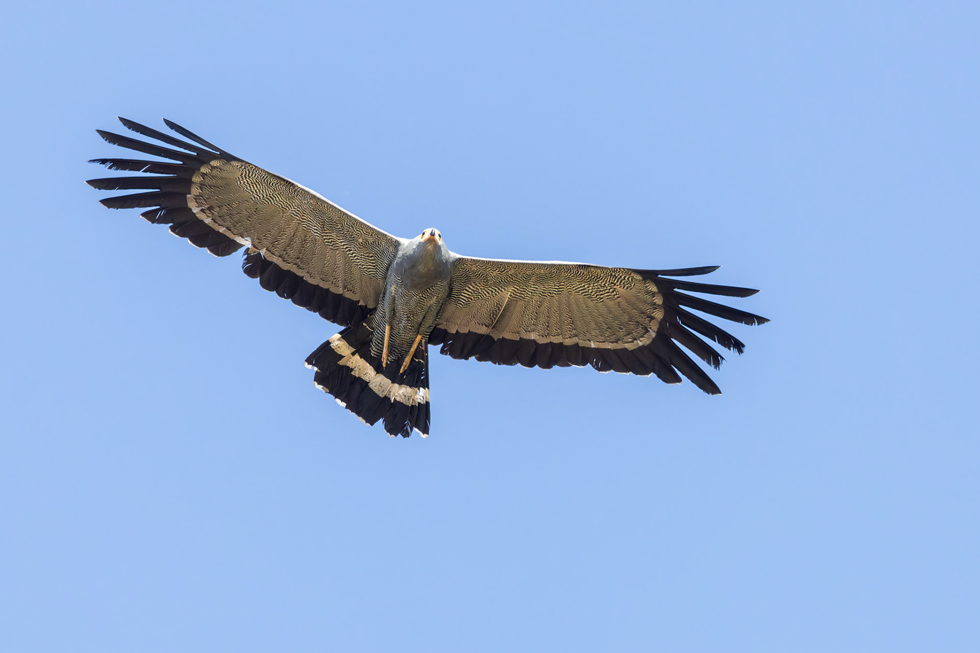 African Harrier-Hawk (University Of Pretoria)