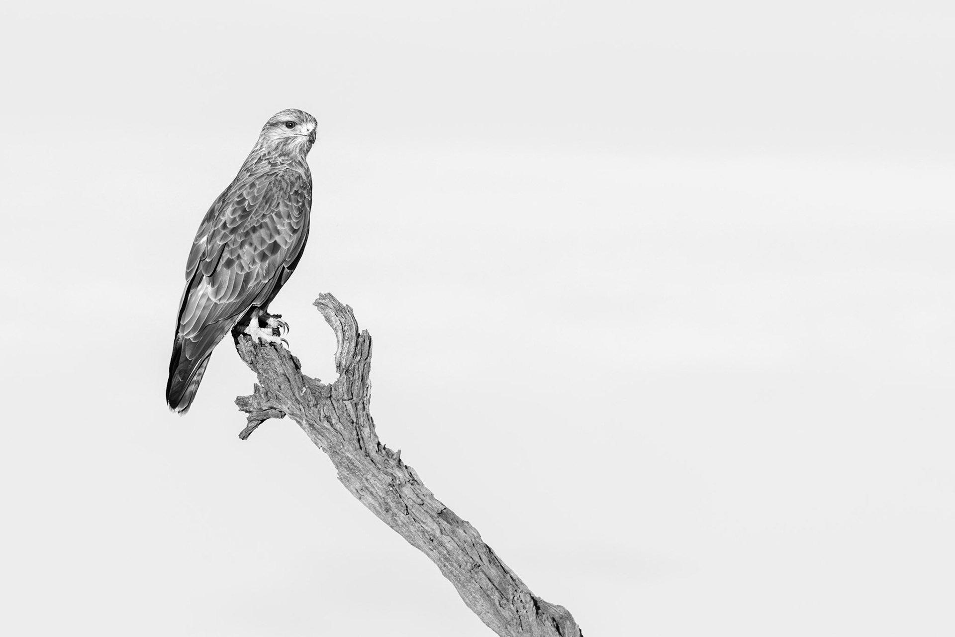 Common Buzzard (Lalibela Kalahari Reserve, North West)