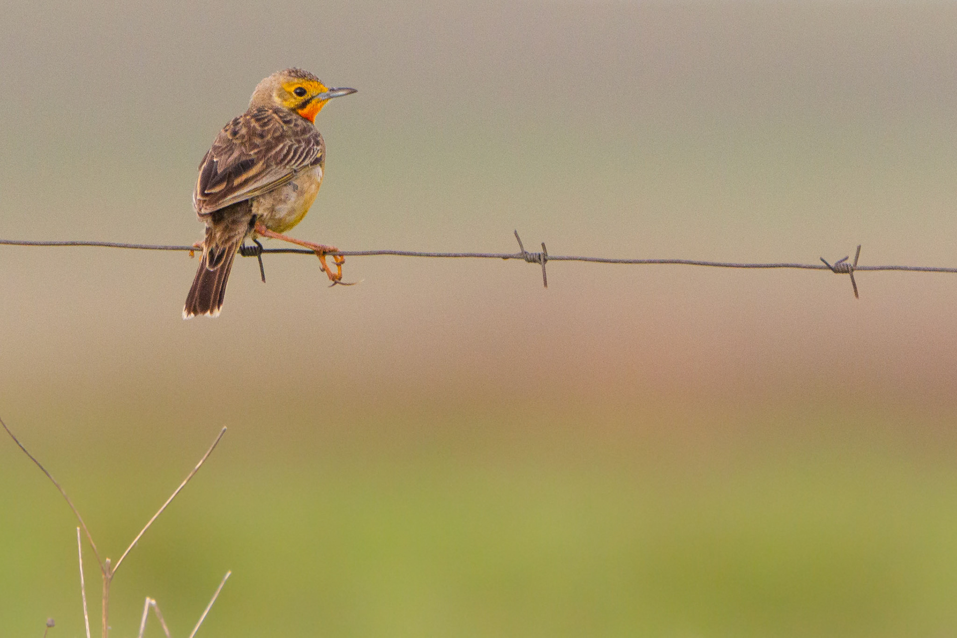 Cape Longclaw (Devon Grasslands, Gauteng)