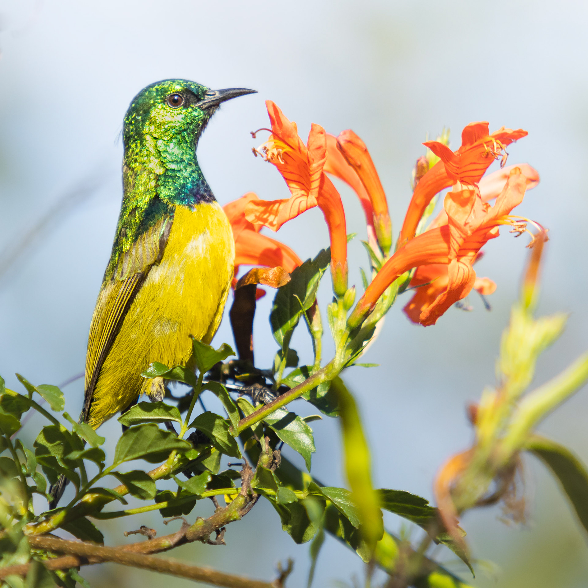 Collared Sunbird (Kruger National Park)