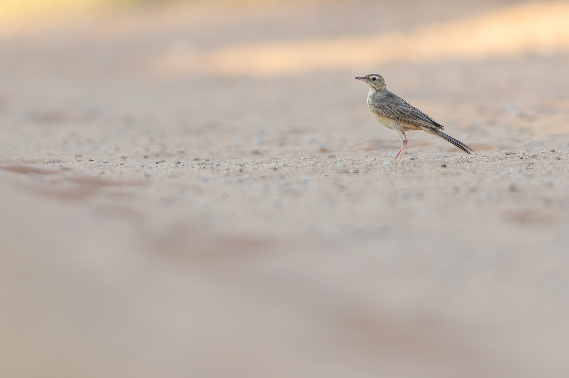 Buffy Pipit (Lalibela Kalahari Reserve, North West)