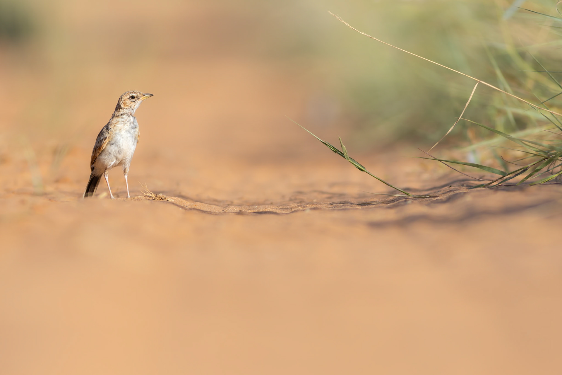 Fawn-colored Lark (Lalibela Kalahari Reserve, North West)