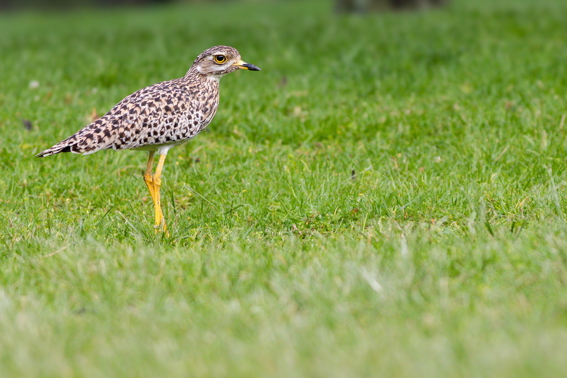 Spotted Thick-Knee (Johannesburg, Gauteng)