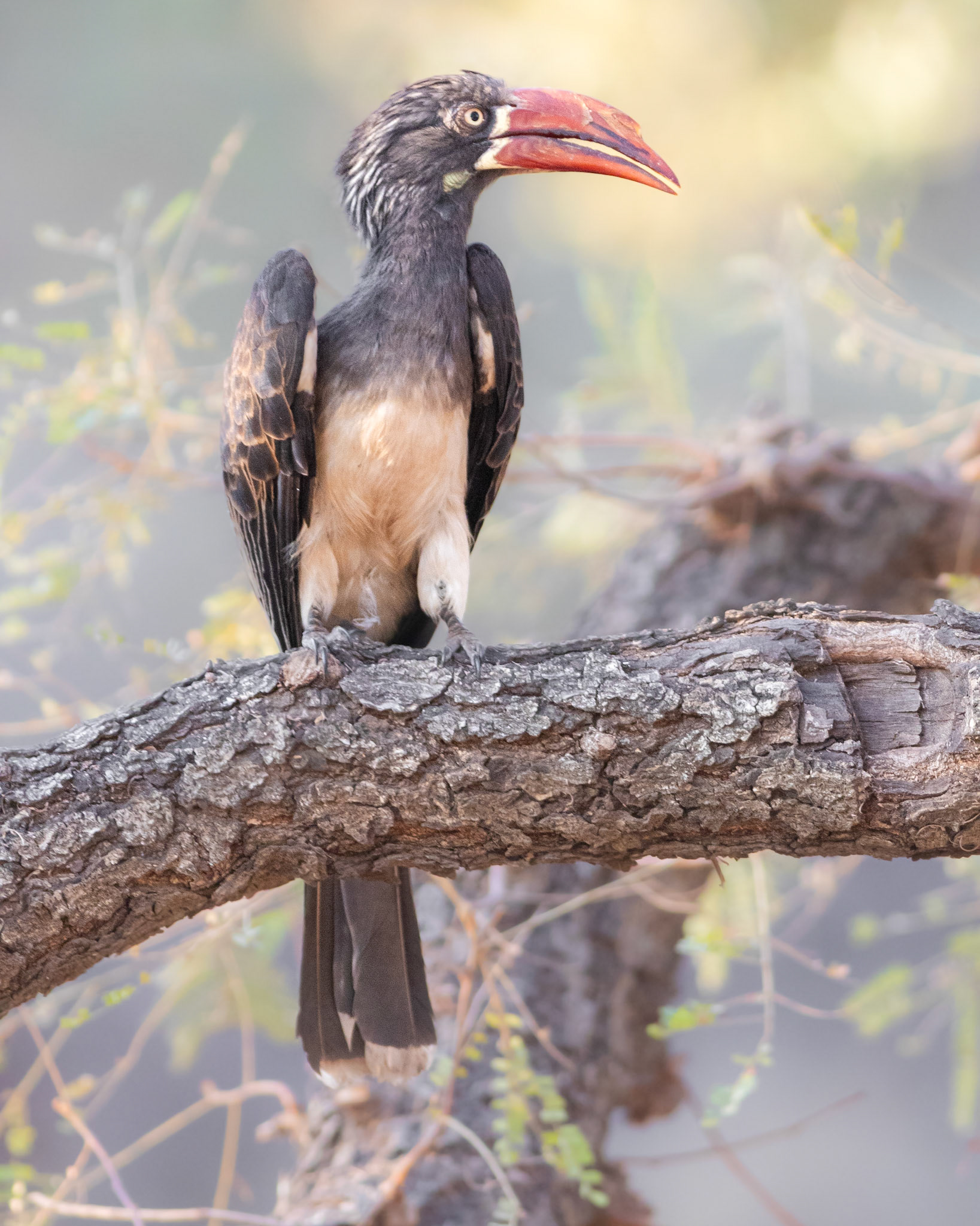 Crowned Hornbill (Punda Maria, Kruger National Park)