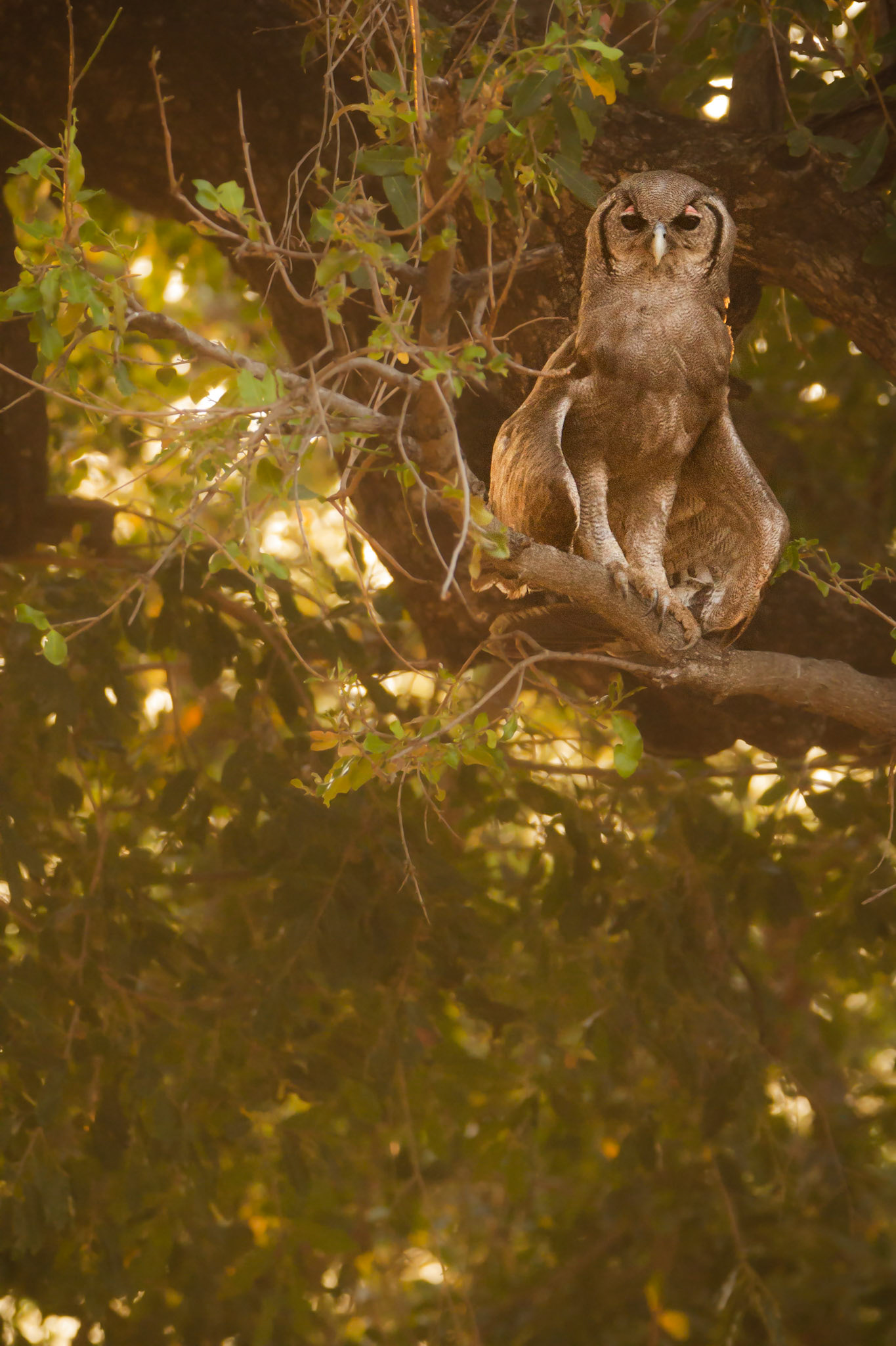 Verreaux's Eagle Owl (Kruger National Park)