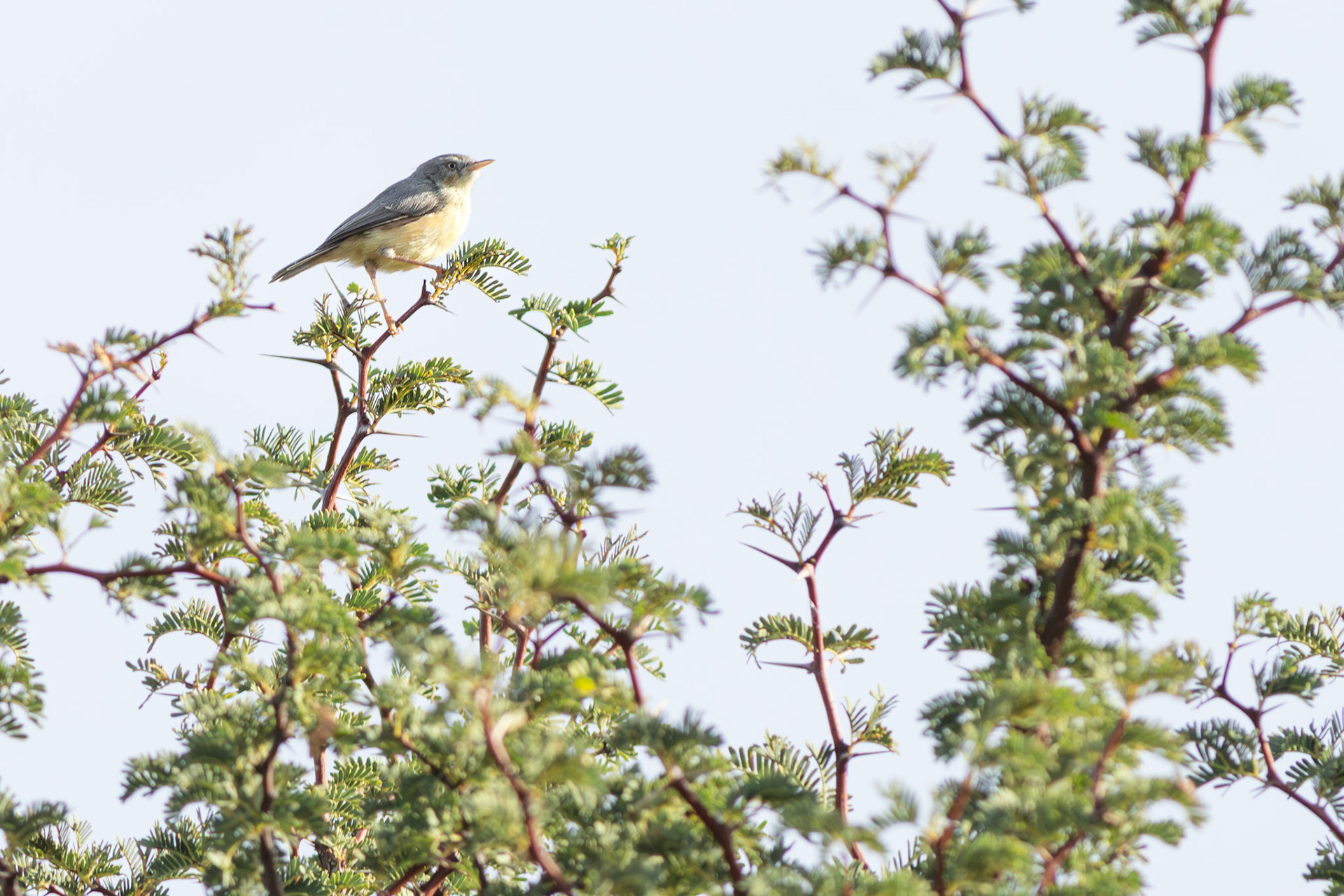 Burnt-necked Eremomela (Lalibela Kalahari Reserve, North West)