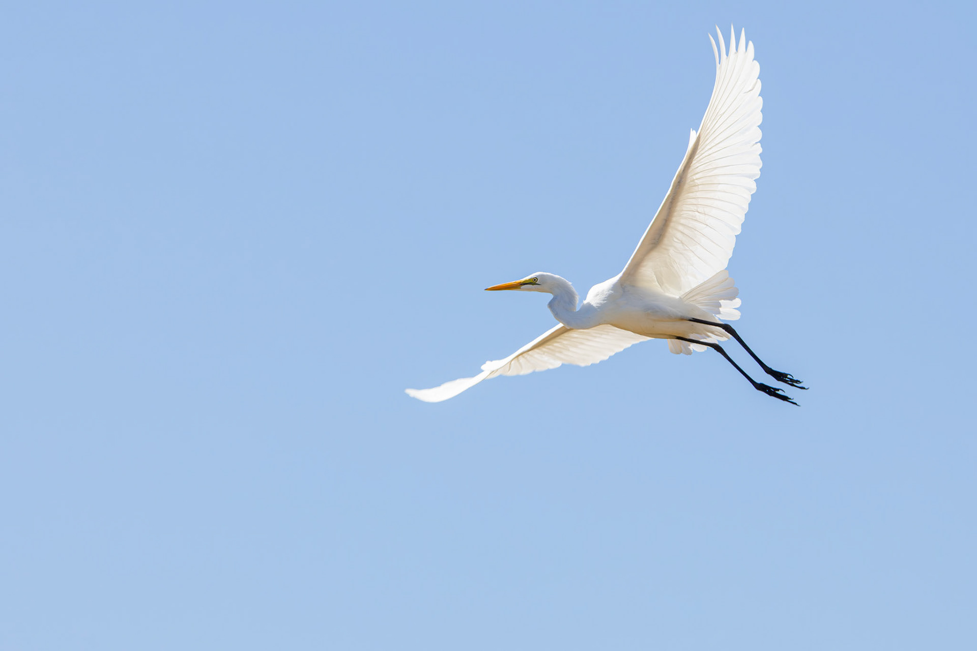 Great Egret (Lalibela Kalahari Reserve, North West)