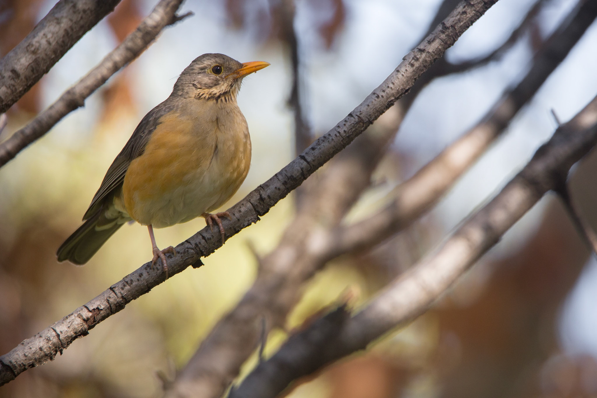 Kurrichane Thrush (Johannesburg, Gauteng)