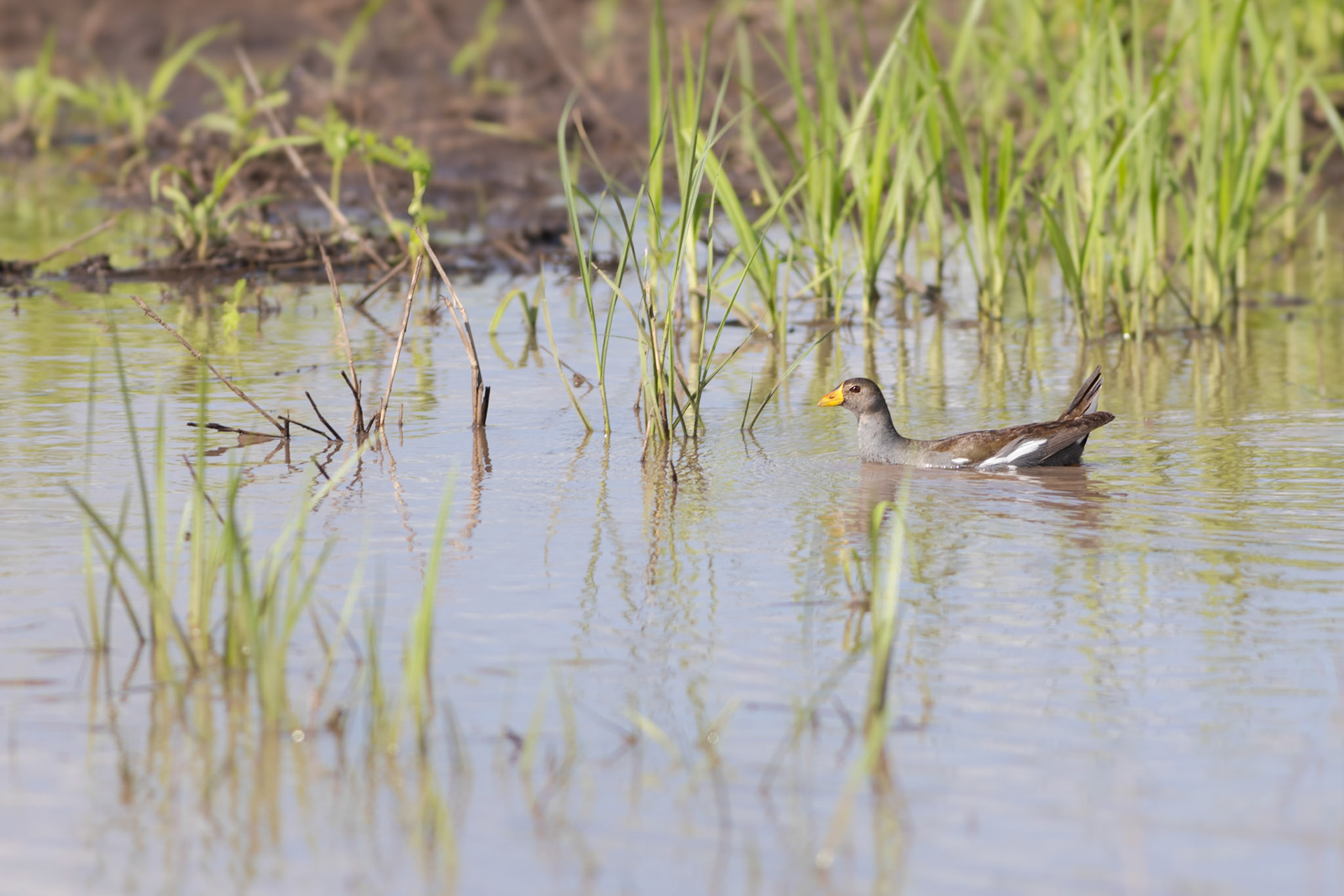 Lesser Moorhen (Kruger National Park)