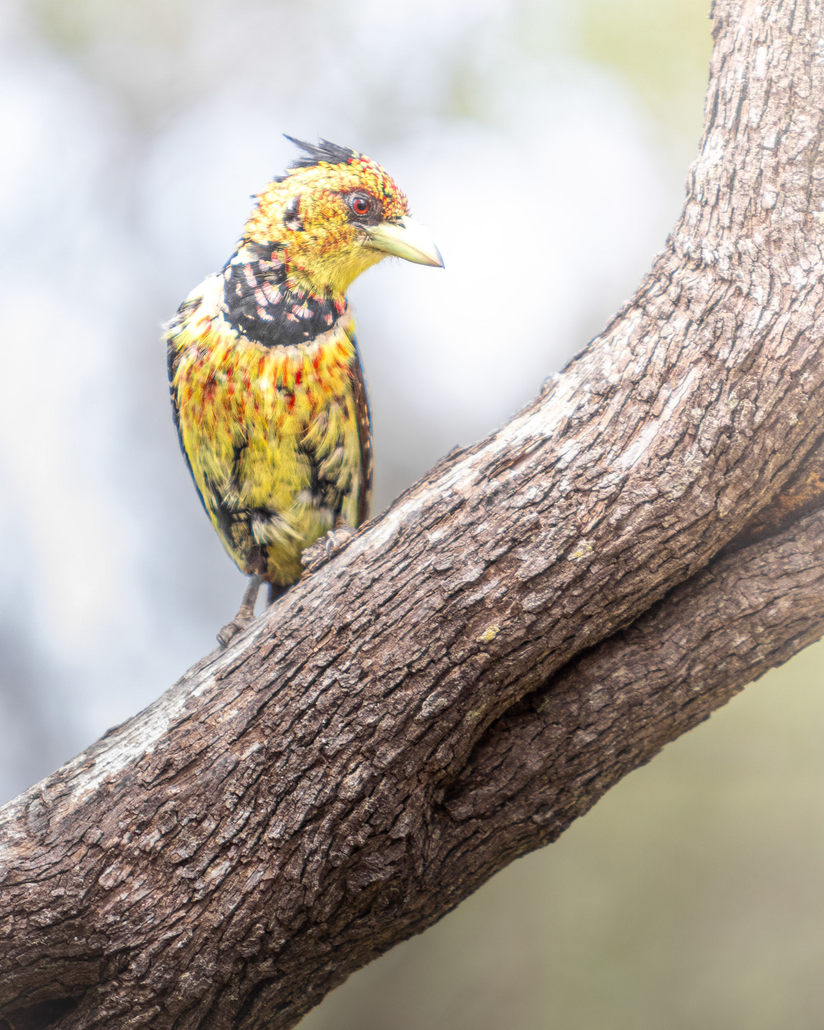 Crested Barbet (Pilanesberg National Park, North-West)