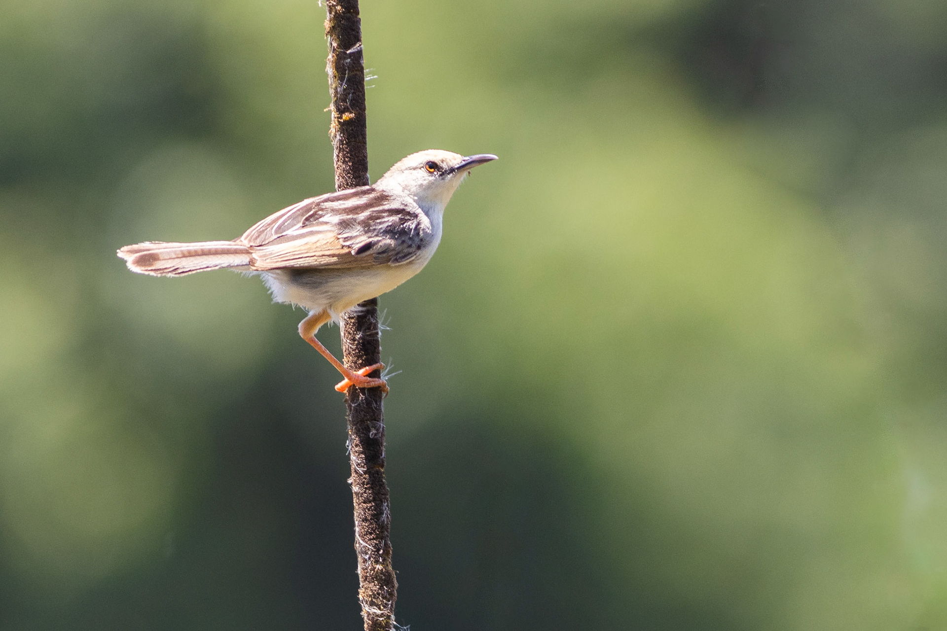Rufous-winged Cisticola (Umhlanga, Kwa-Zulu Natal)