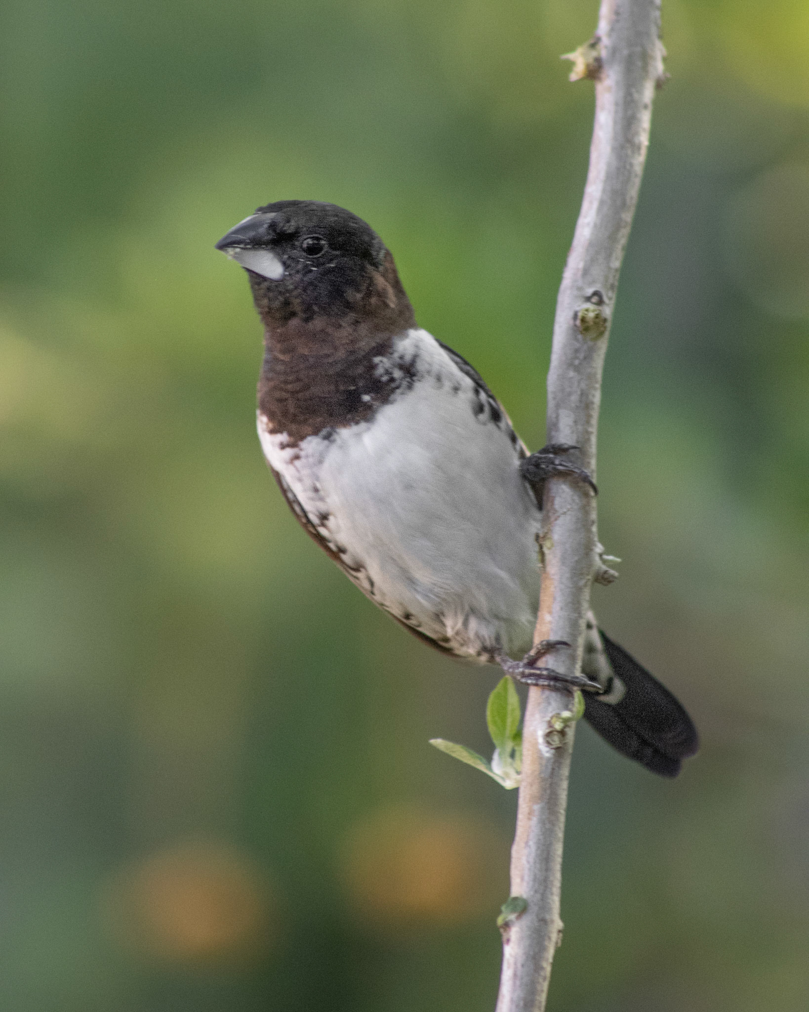 Bronze Mannikin (Johannesburg, Gauteng)