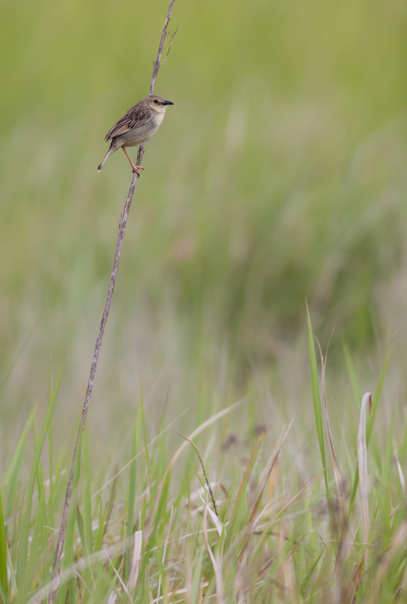Croaking Cisticola (Umkomaas, Kwa-Zulu Natal)