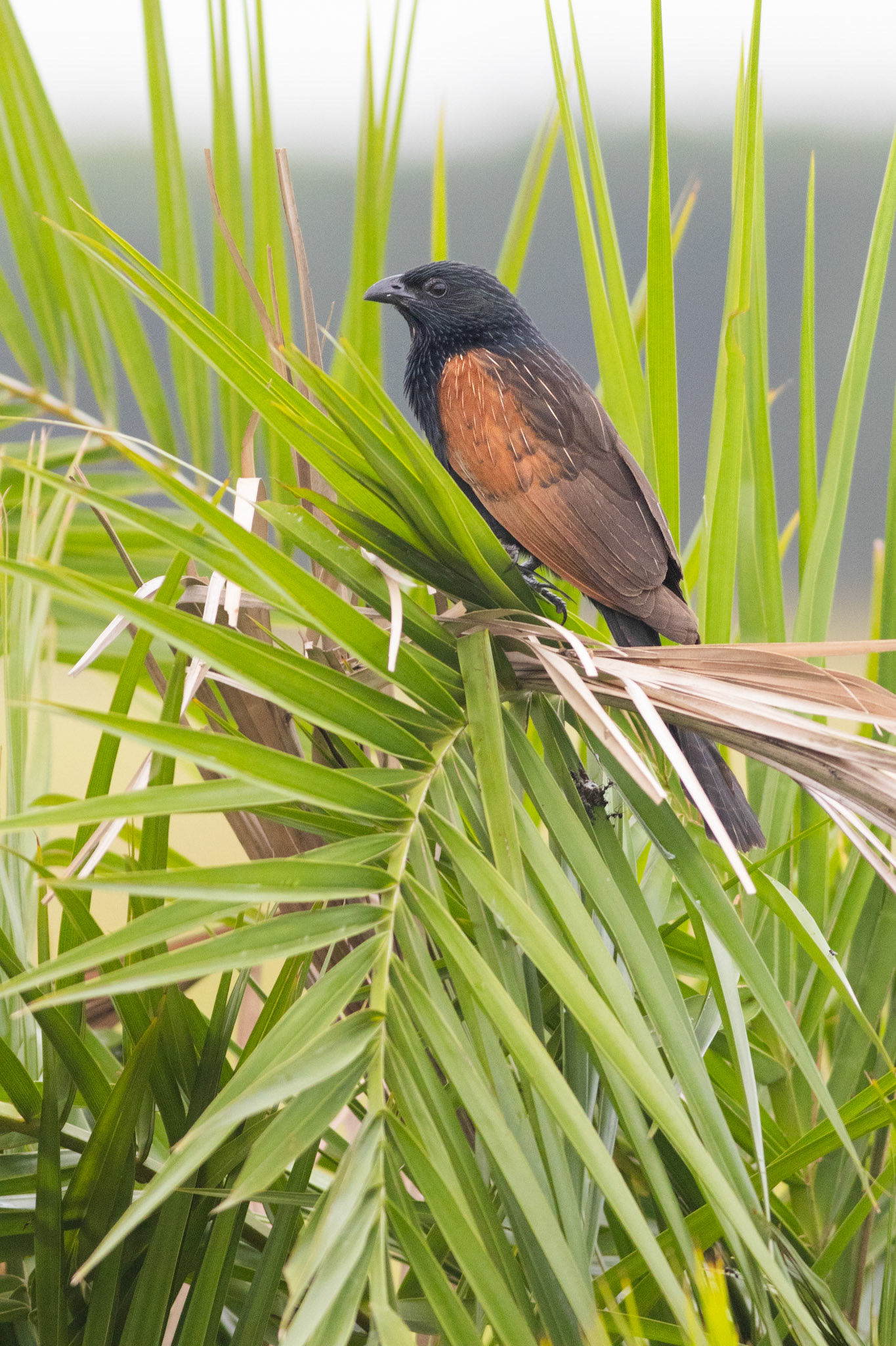 Black Coucal (Mtunzini, Kwa-Zulu Natal)