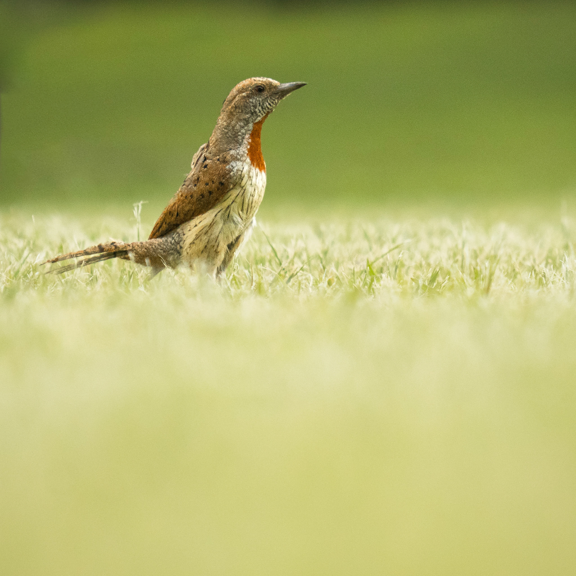 Red-throated Wryneck (Johannesburg, Gauteng)
