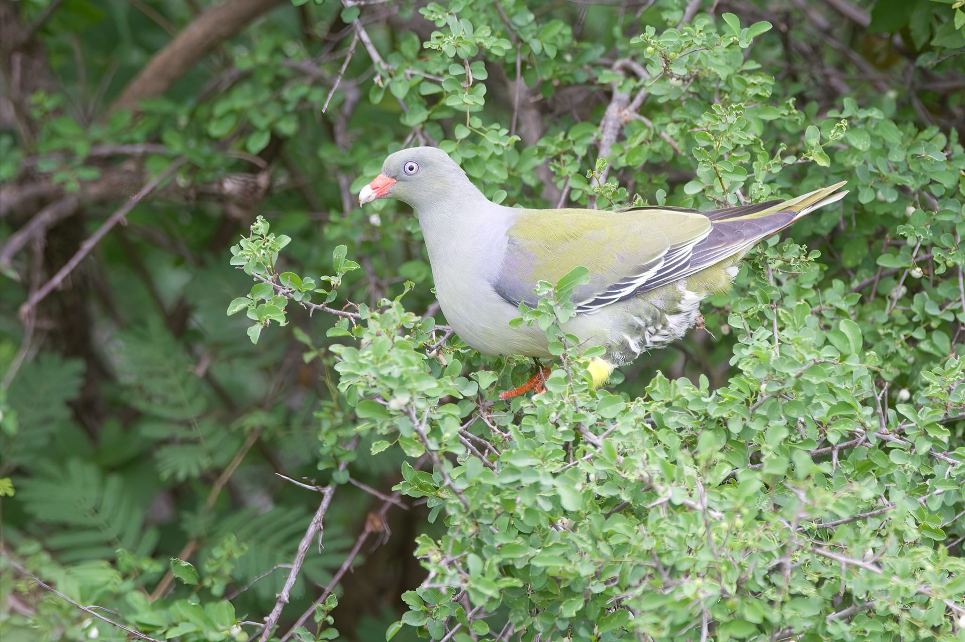 African Green Pigeon (Kruger National Park)