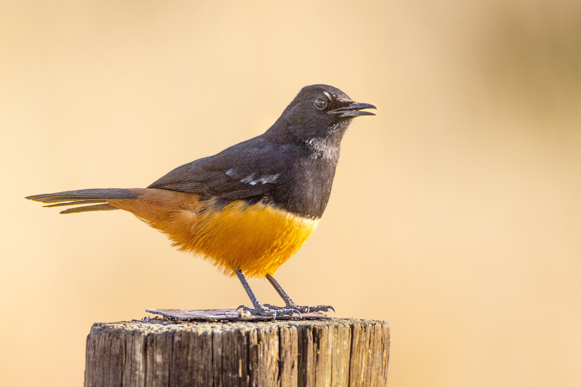 Mocking Cliff Chat (Suikerbosrand Nature Reserve, Gauteng)