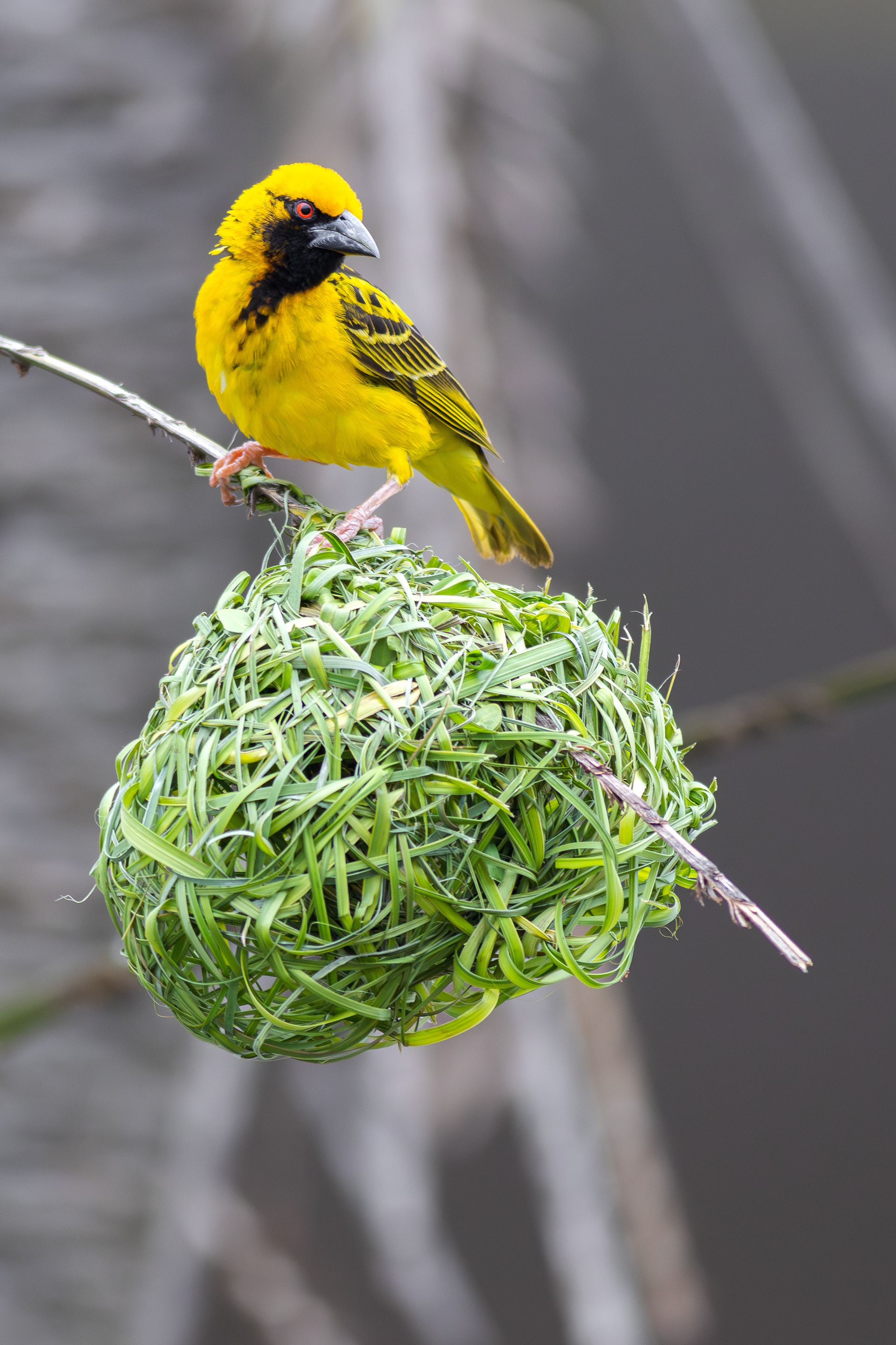 Village Weaver (Umhlanga, Kwa-Zulu Natal)