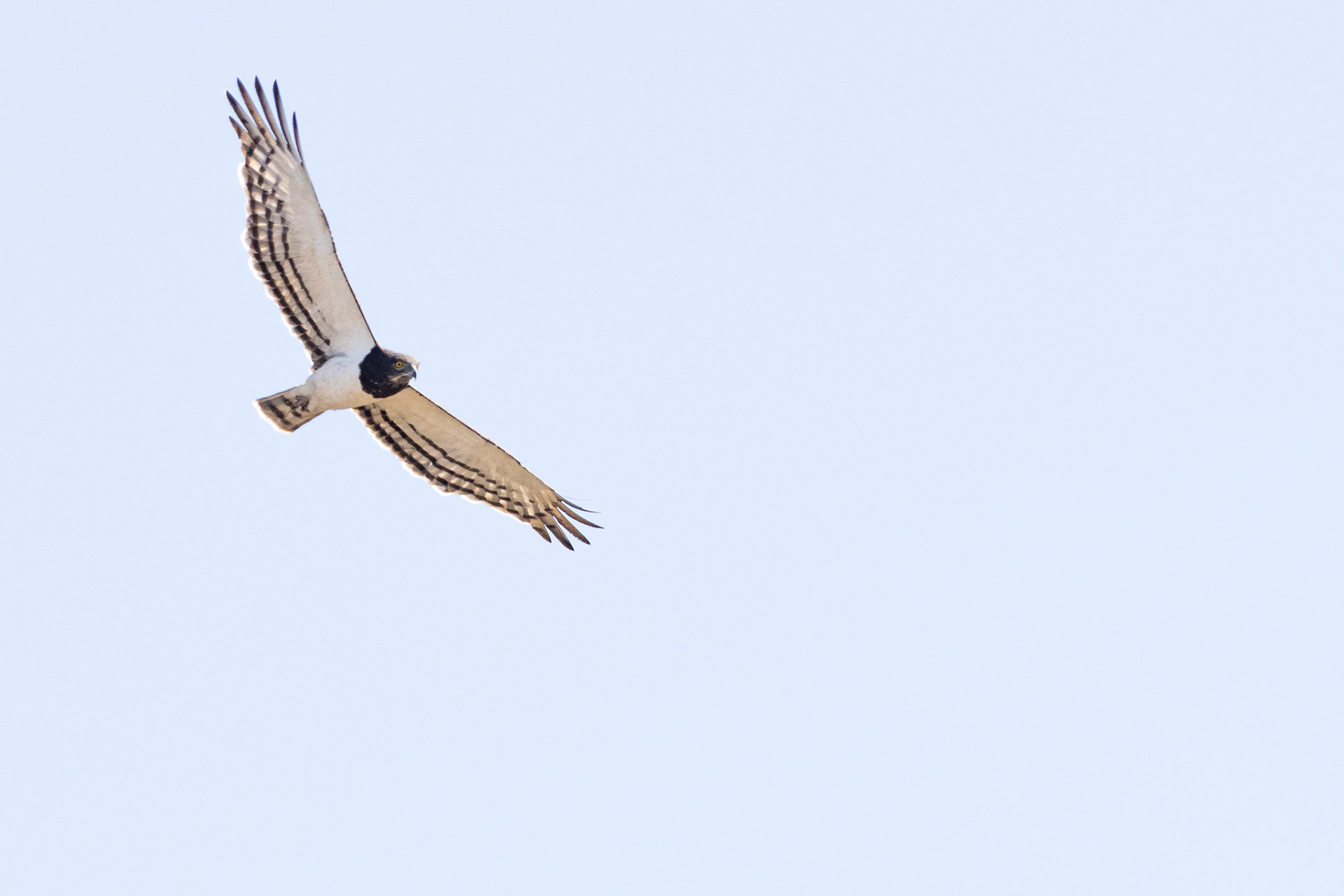 Black-chested Snake Eagle (Tumbeta Private Game Reserve, Limpopo)