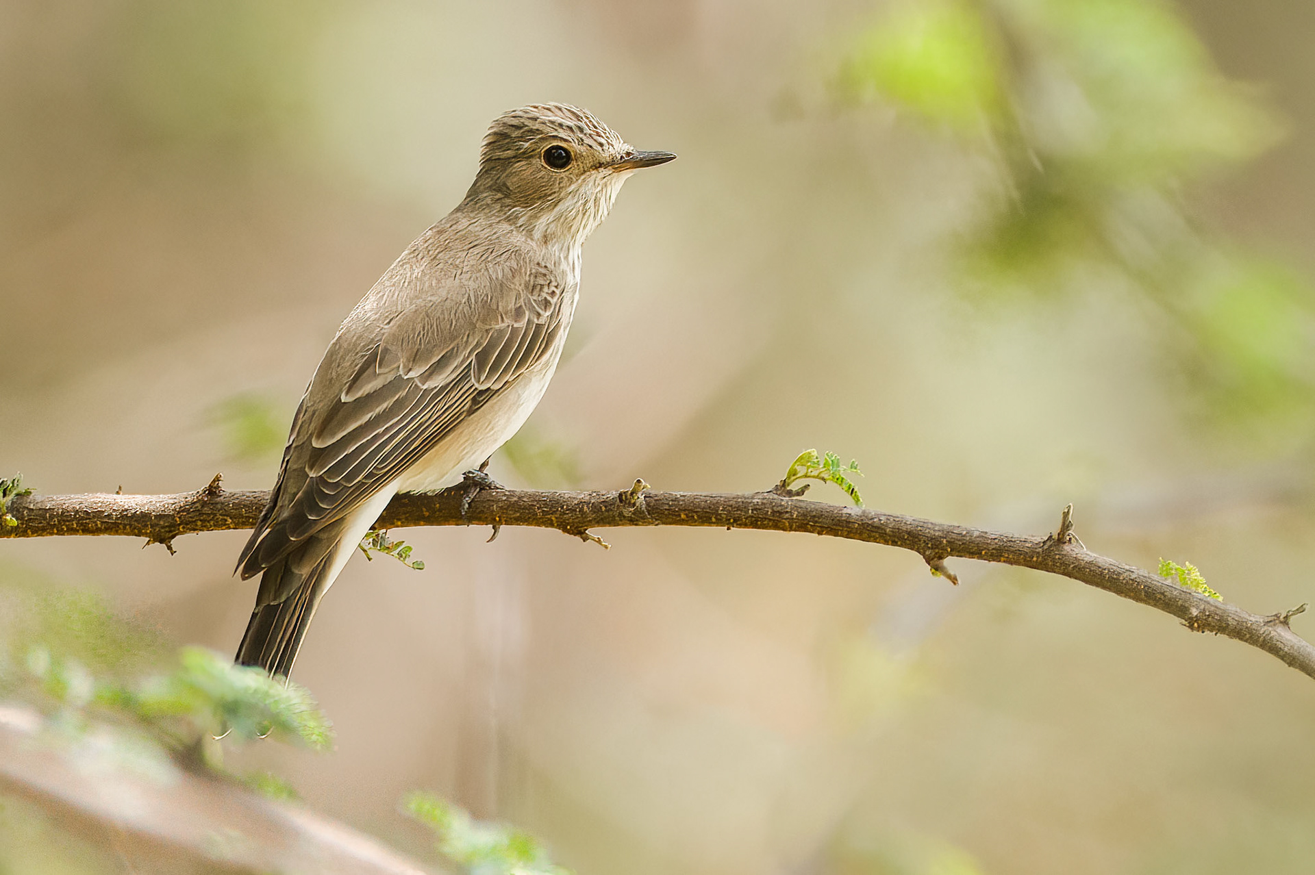 Spotted Flycatcher (Timbavati Private Game Reserve, Greater Kruger)