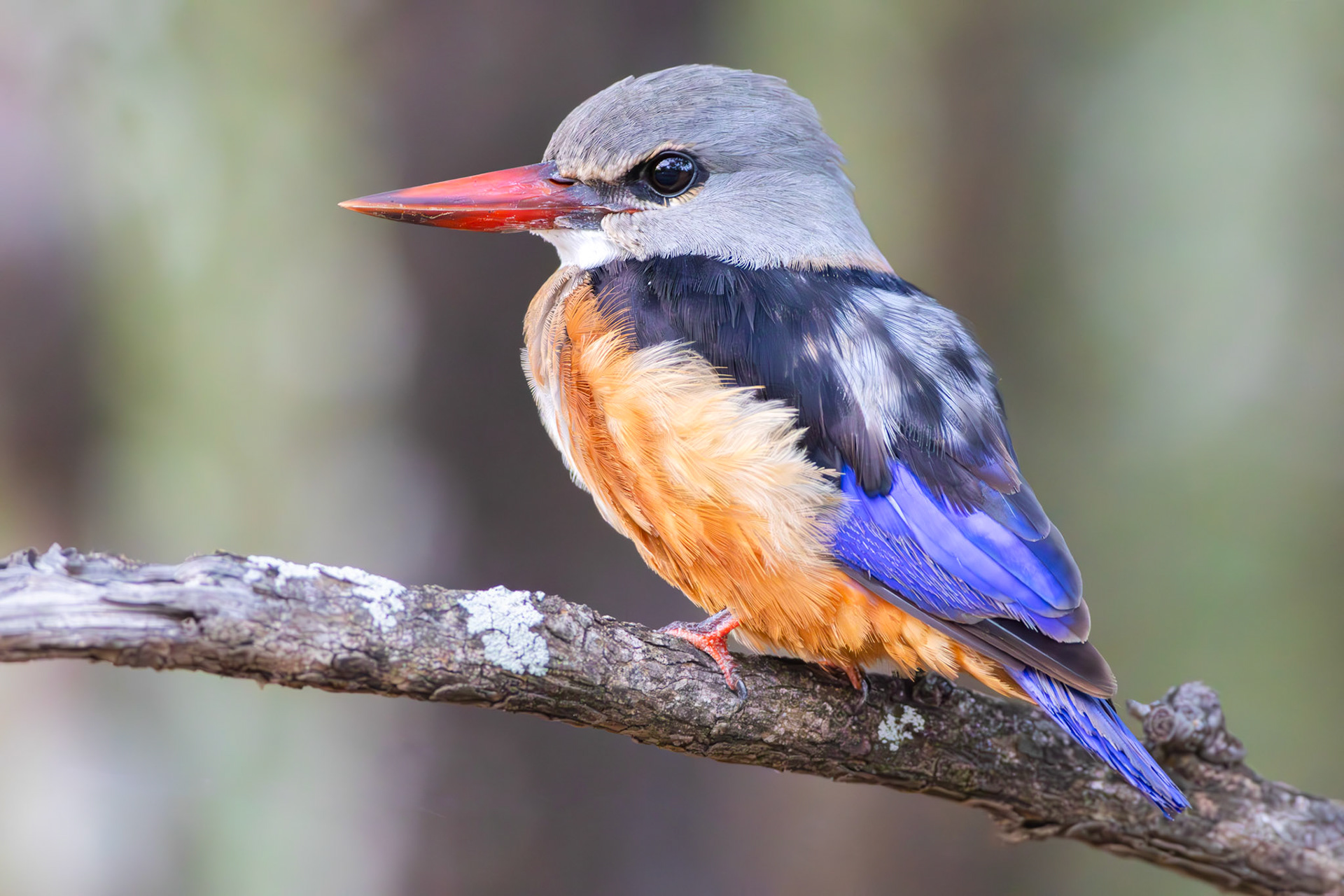 Grey-headed Kingfisher (Letaba, Kruger National Park)