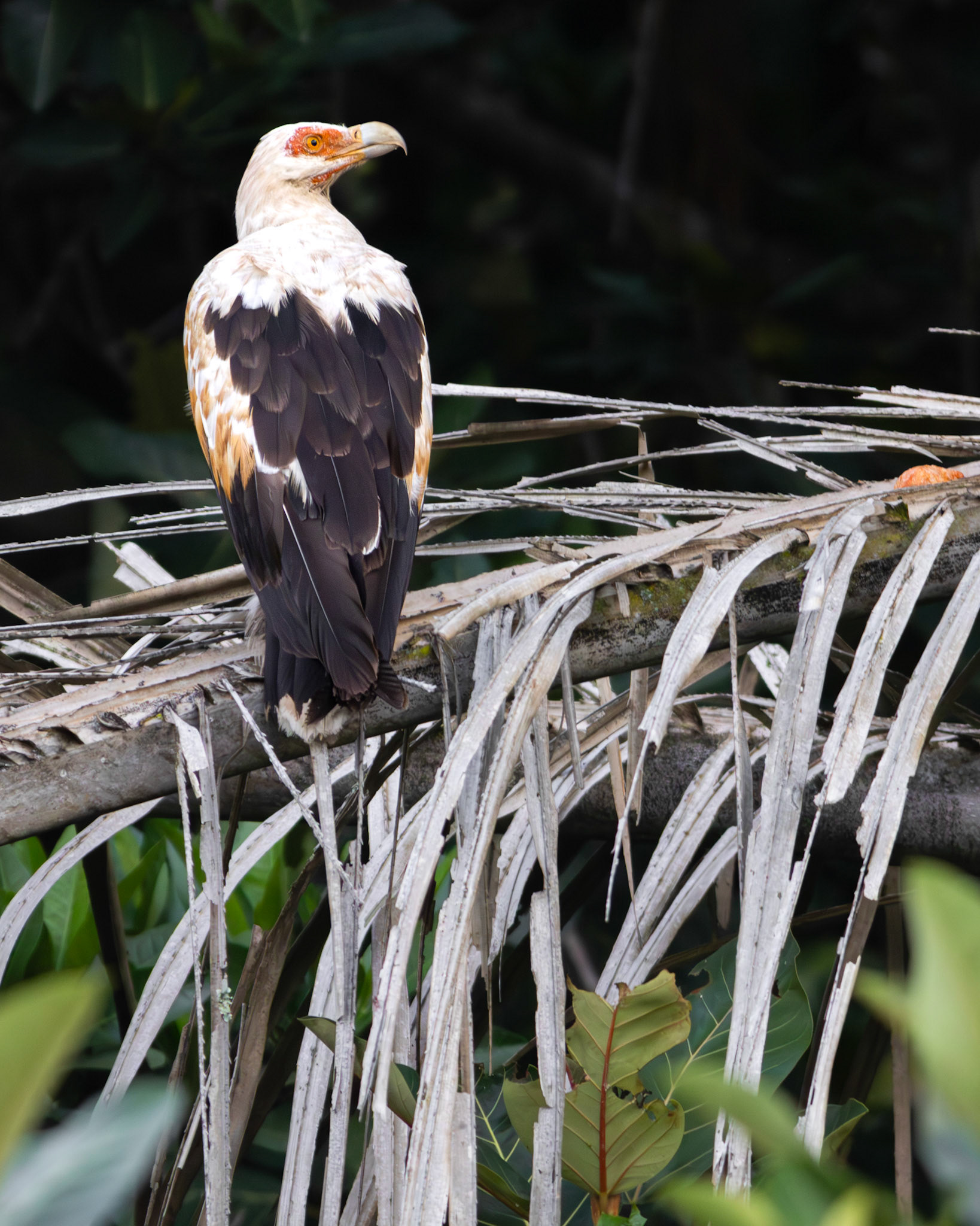 Palm-nut Vulture (Prince's Grant, Kwa-Zulu Natal)