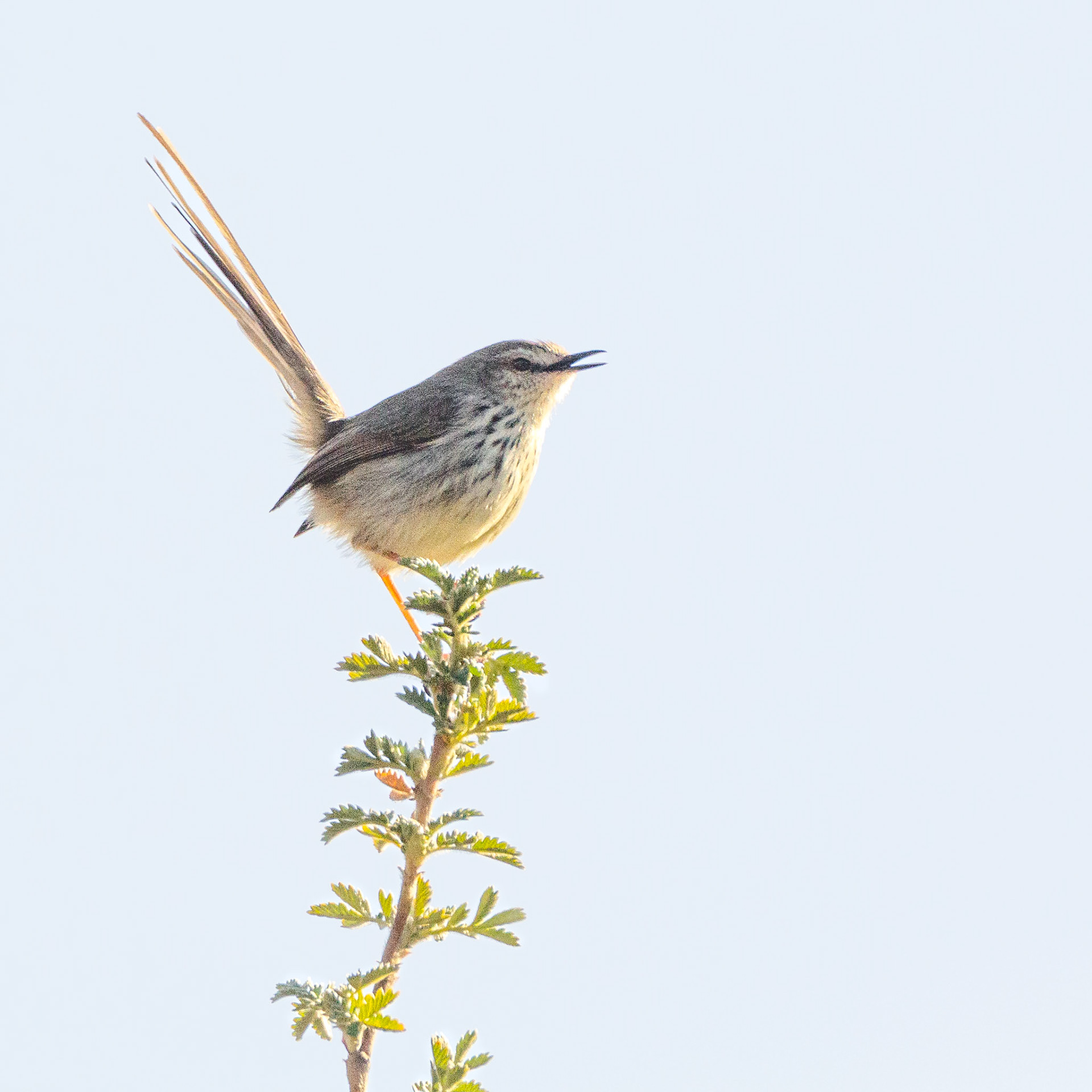 Drakensberg Prinia (Underberg, Kwa-Zulu Natal)