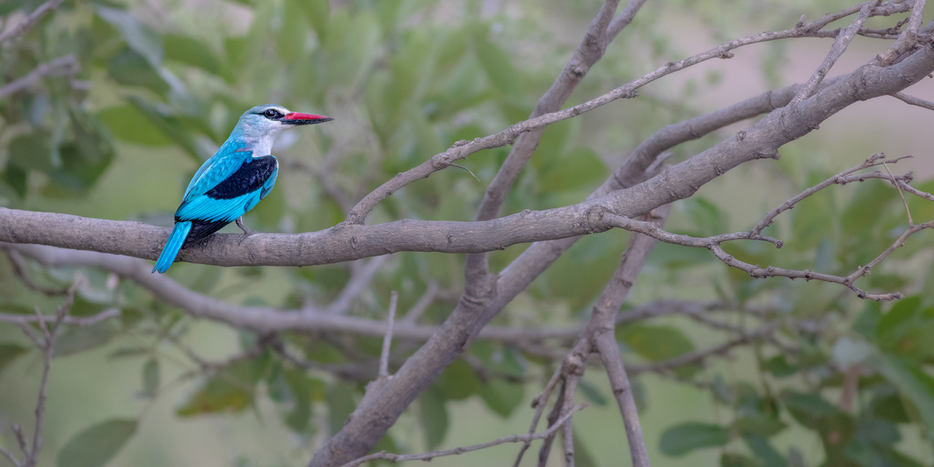 Woodland Kingfisher (Kruger National Park)