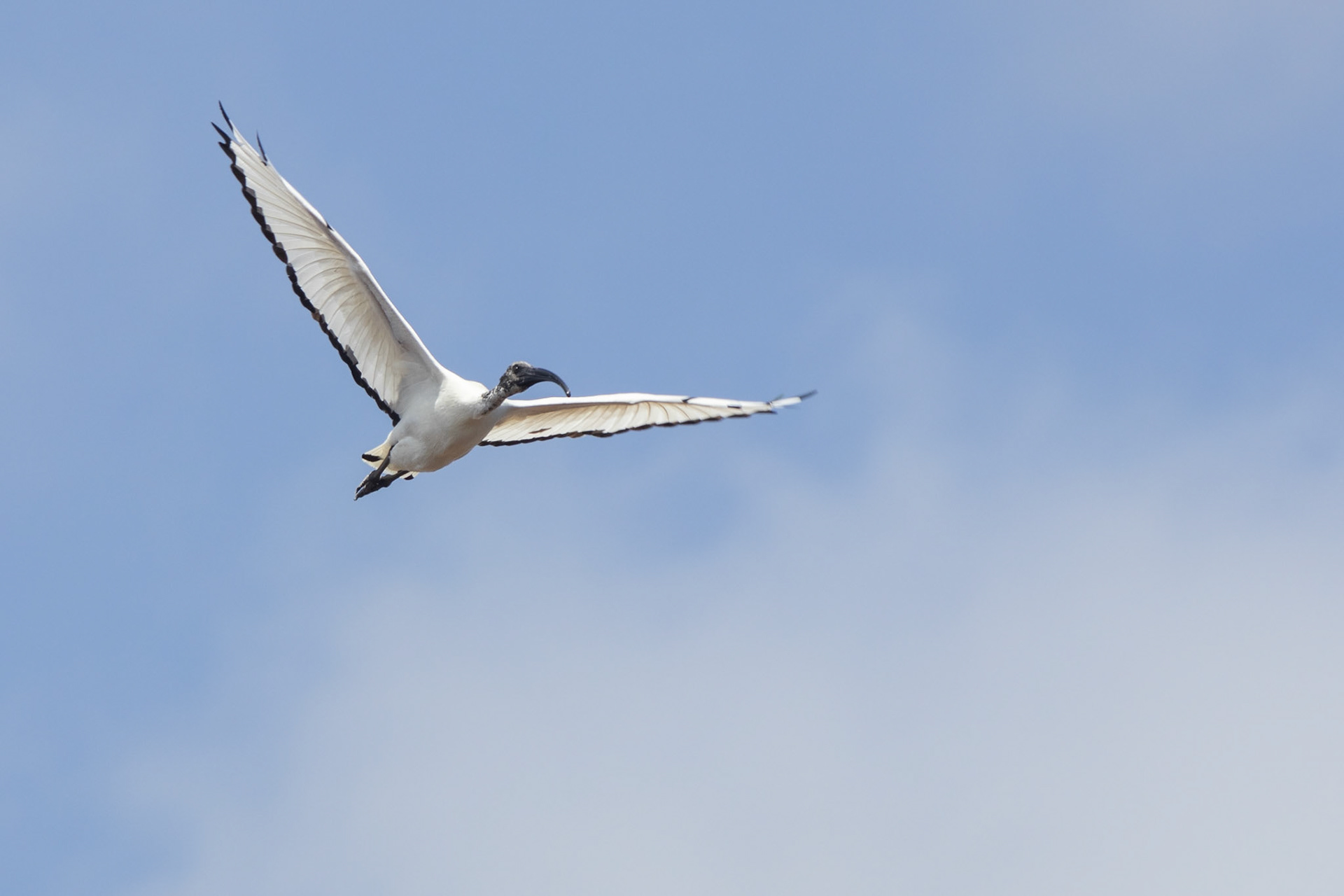 African Sacred Ibis (Pomene, Mozambique)